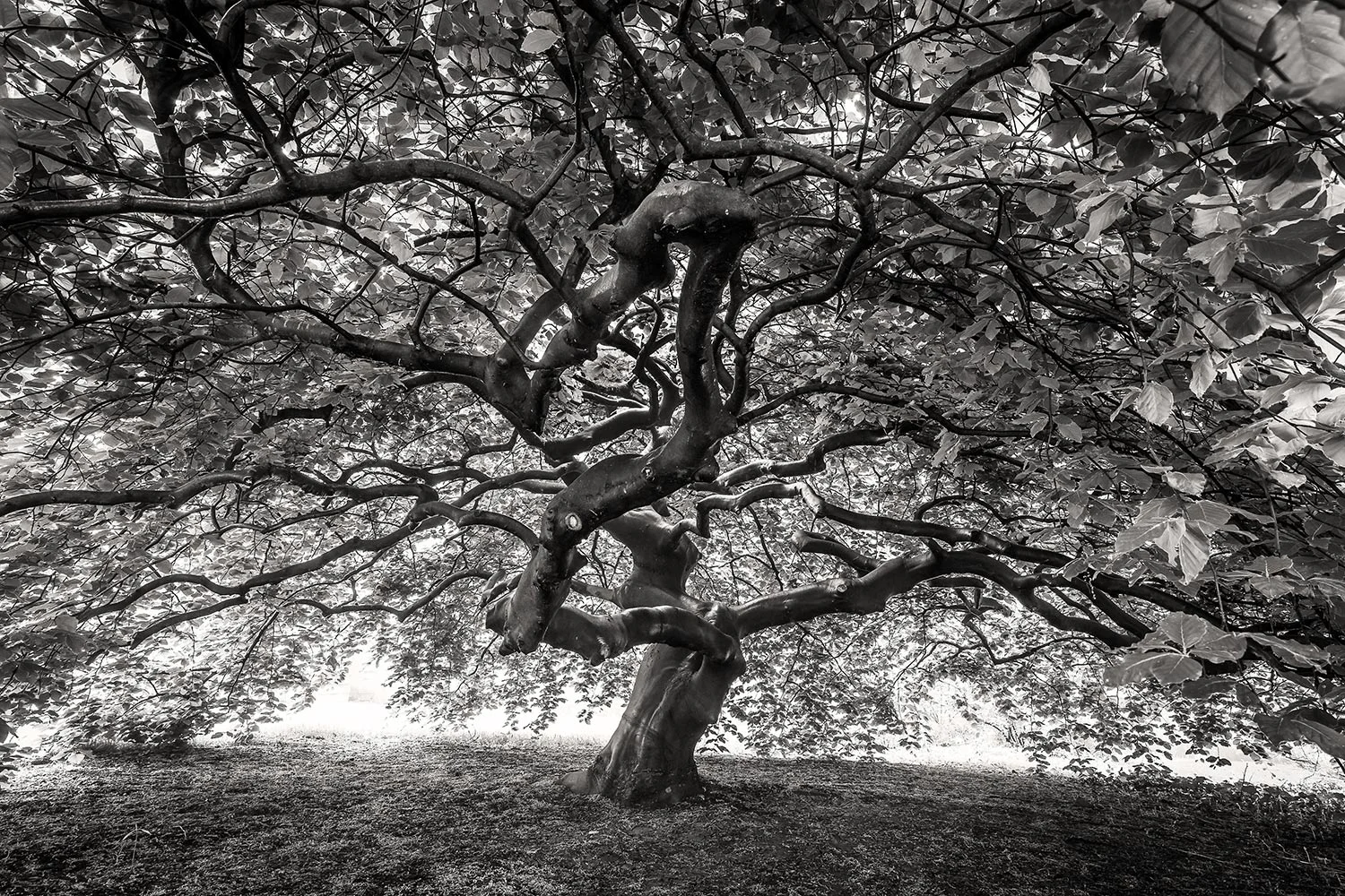  The Wicked Beech, Shirley, MA 