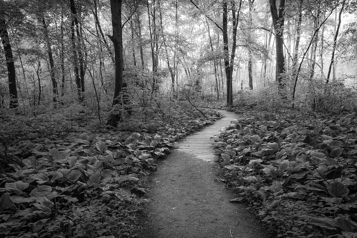 The boardwalk trail within Seidman Park, MI.