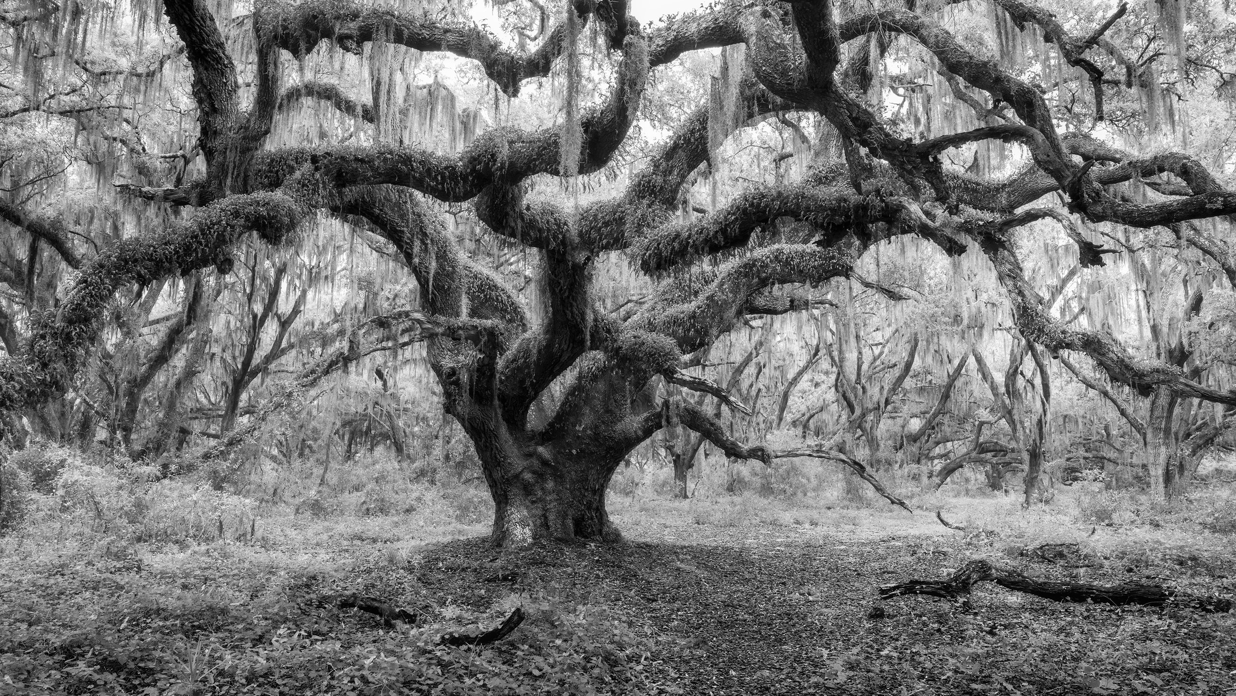  Live oaks, Runnymede, FL 
