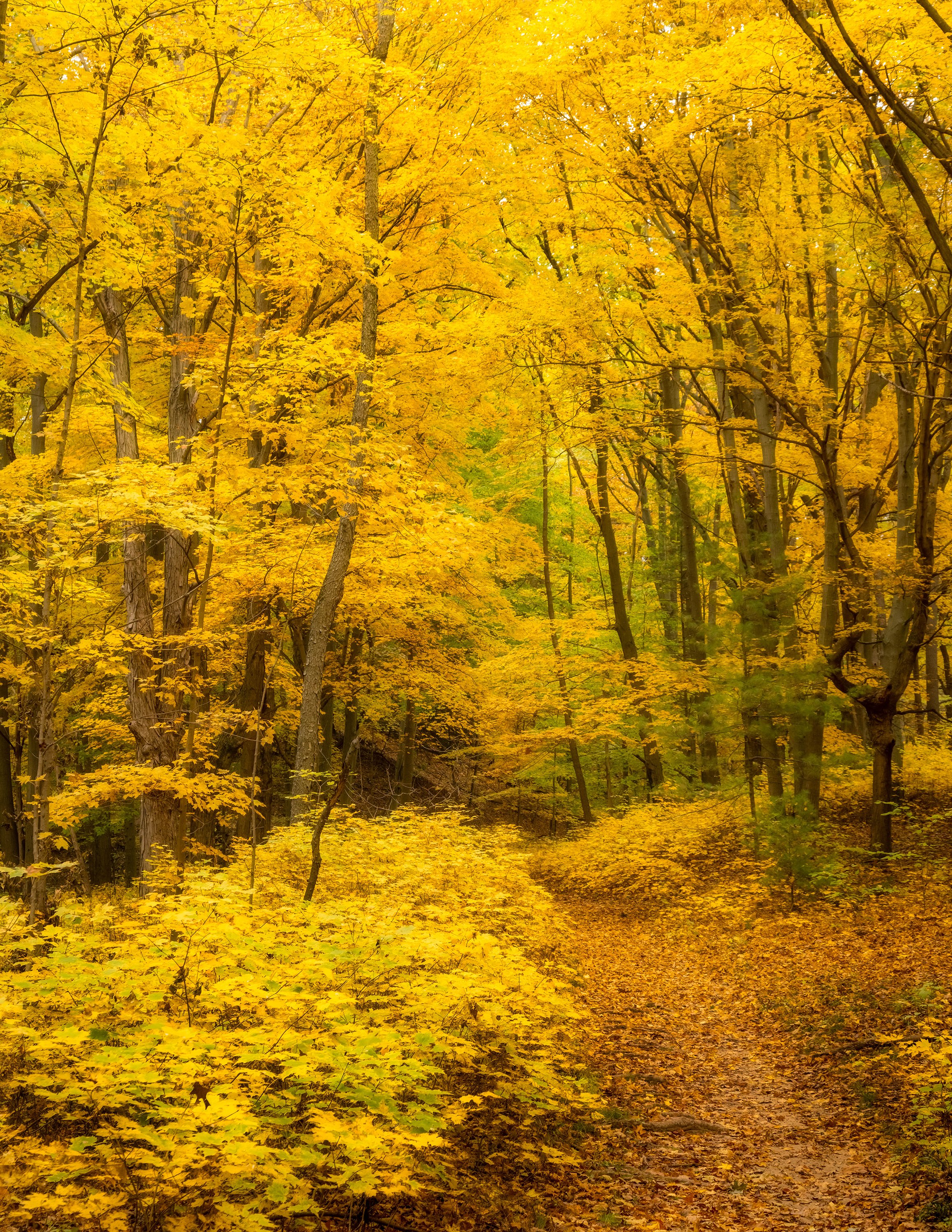  The golden hues of Autumn in the Saugatuck woods, MI 