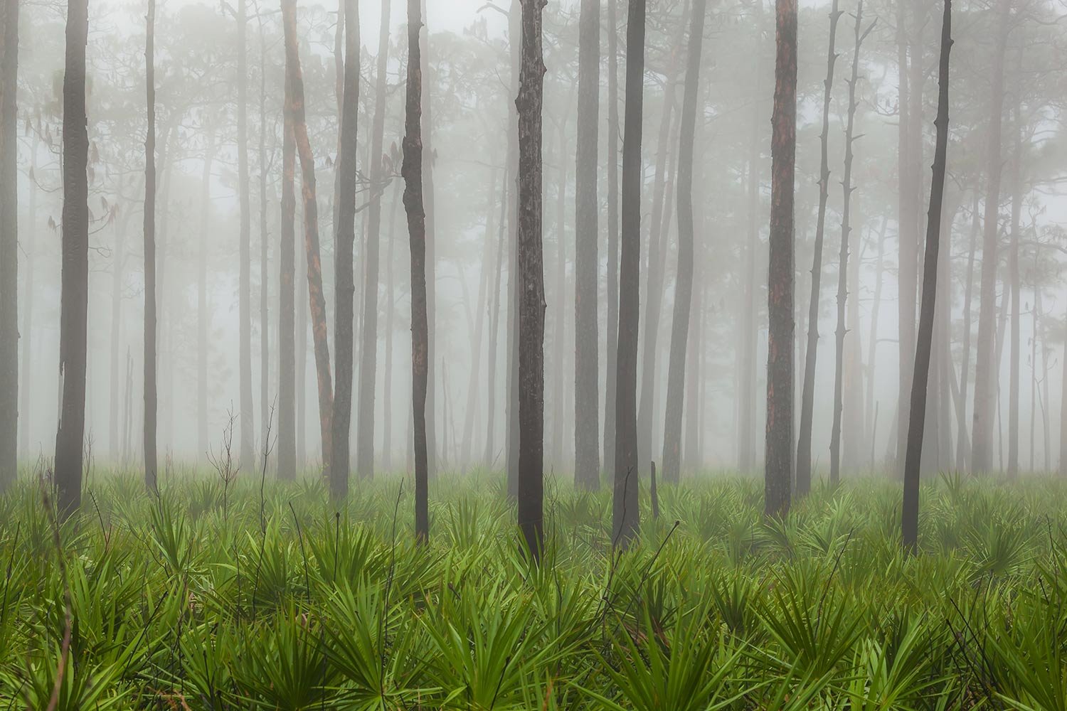  Fog among the palmettos and pines, FL 