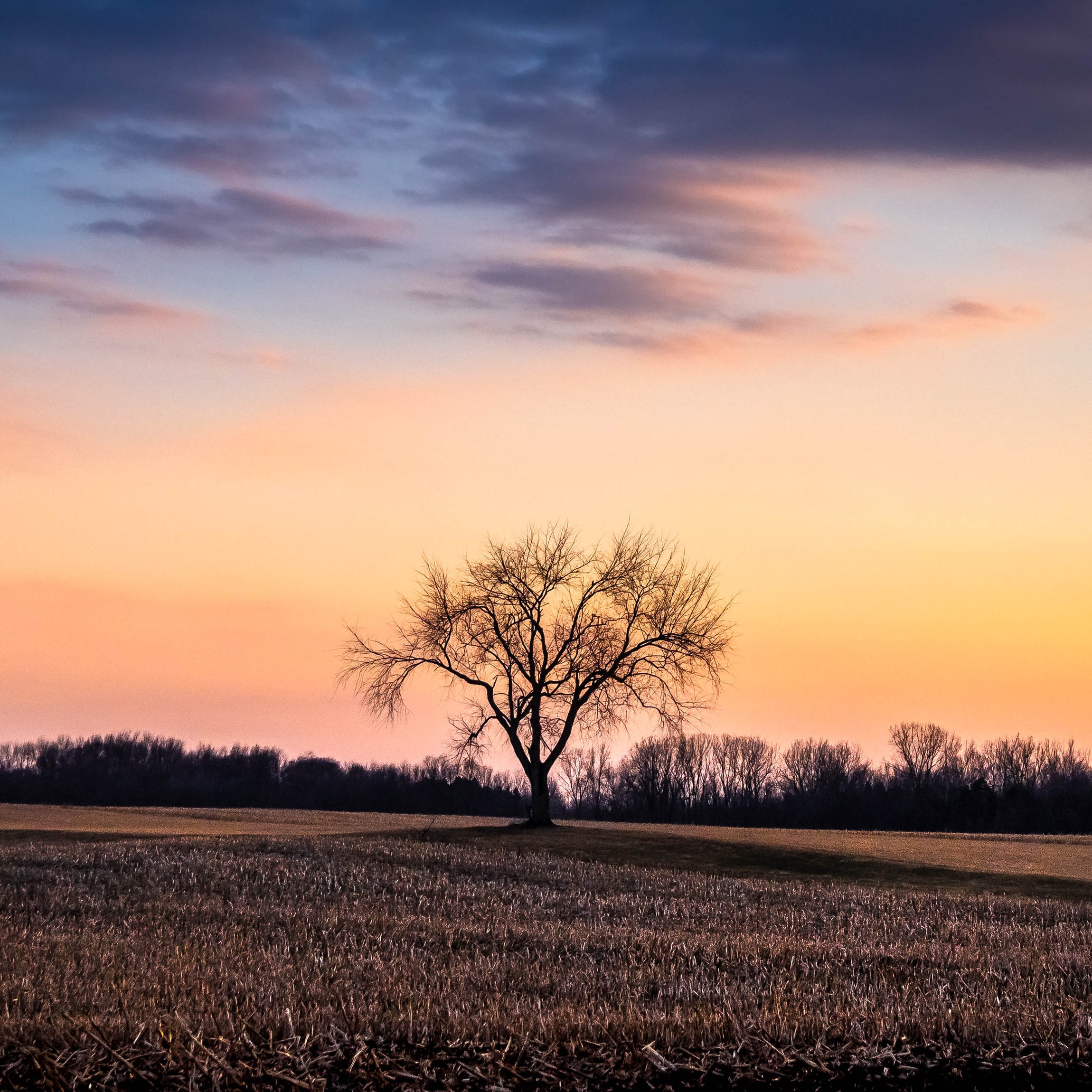  The “farm tree” at dusk, MI 