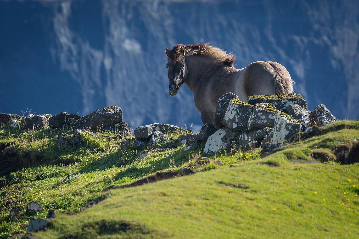  Icelandic horse 
