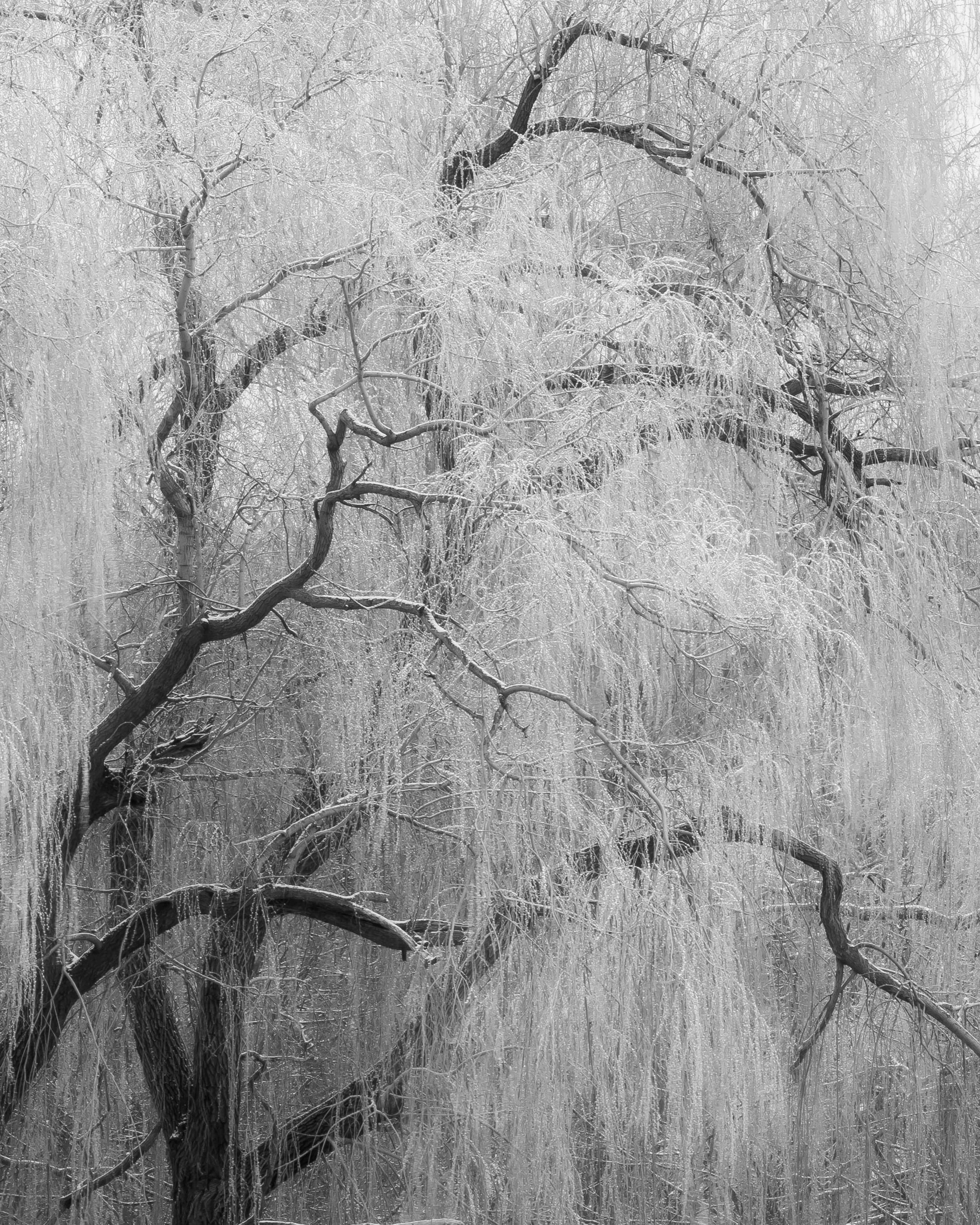  Trees in the falling snow 