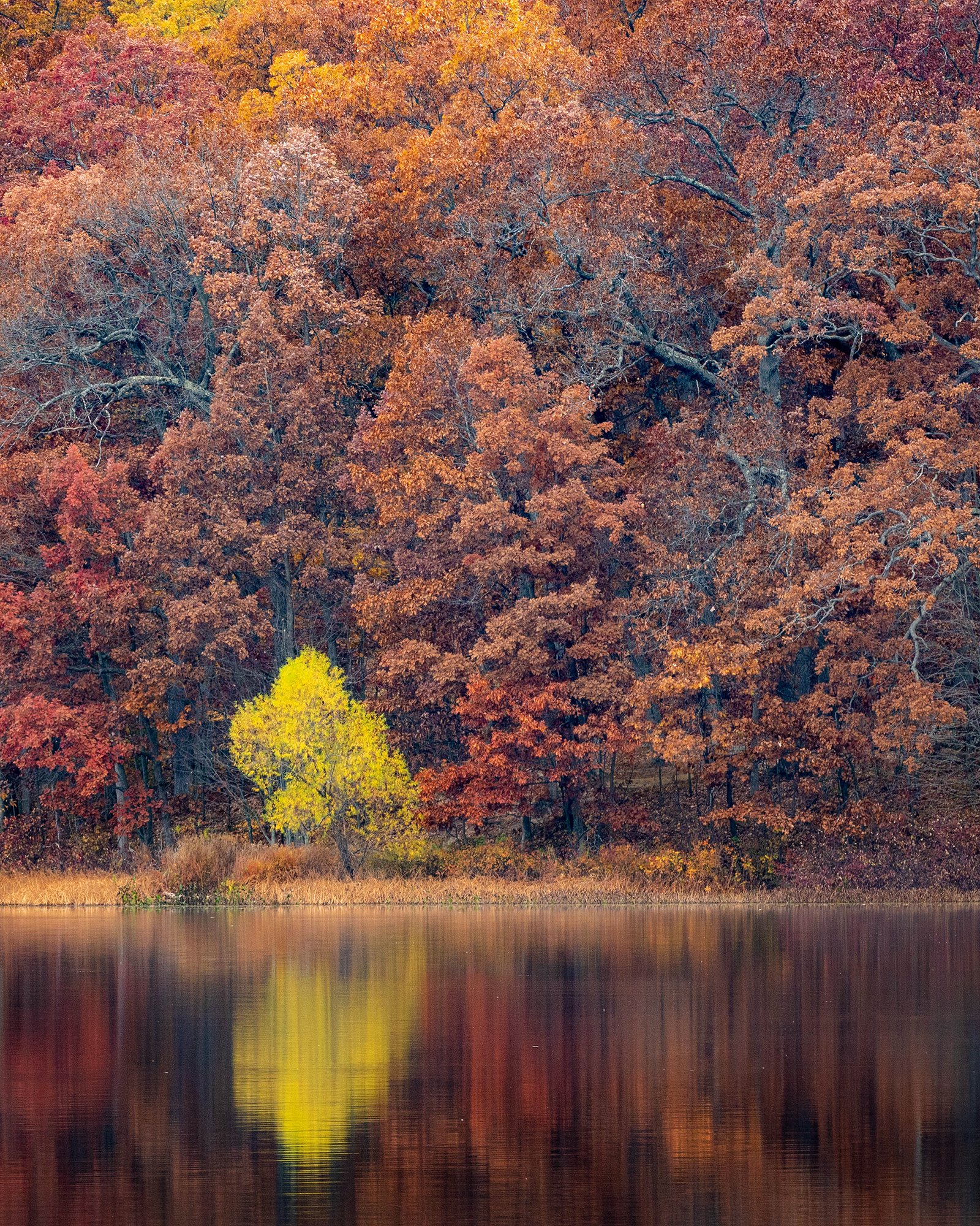  Fall reflections on Pickerel Lake 