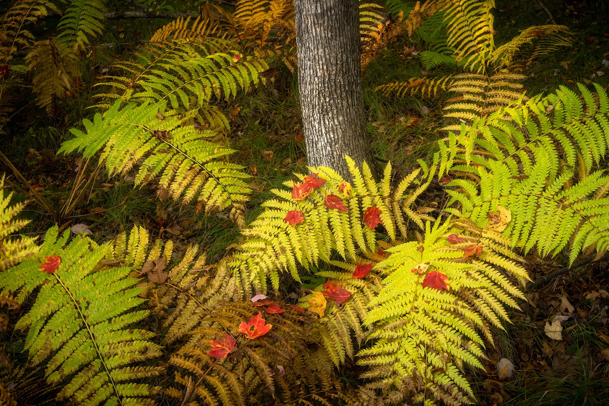  Forest floor ferns   