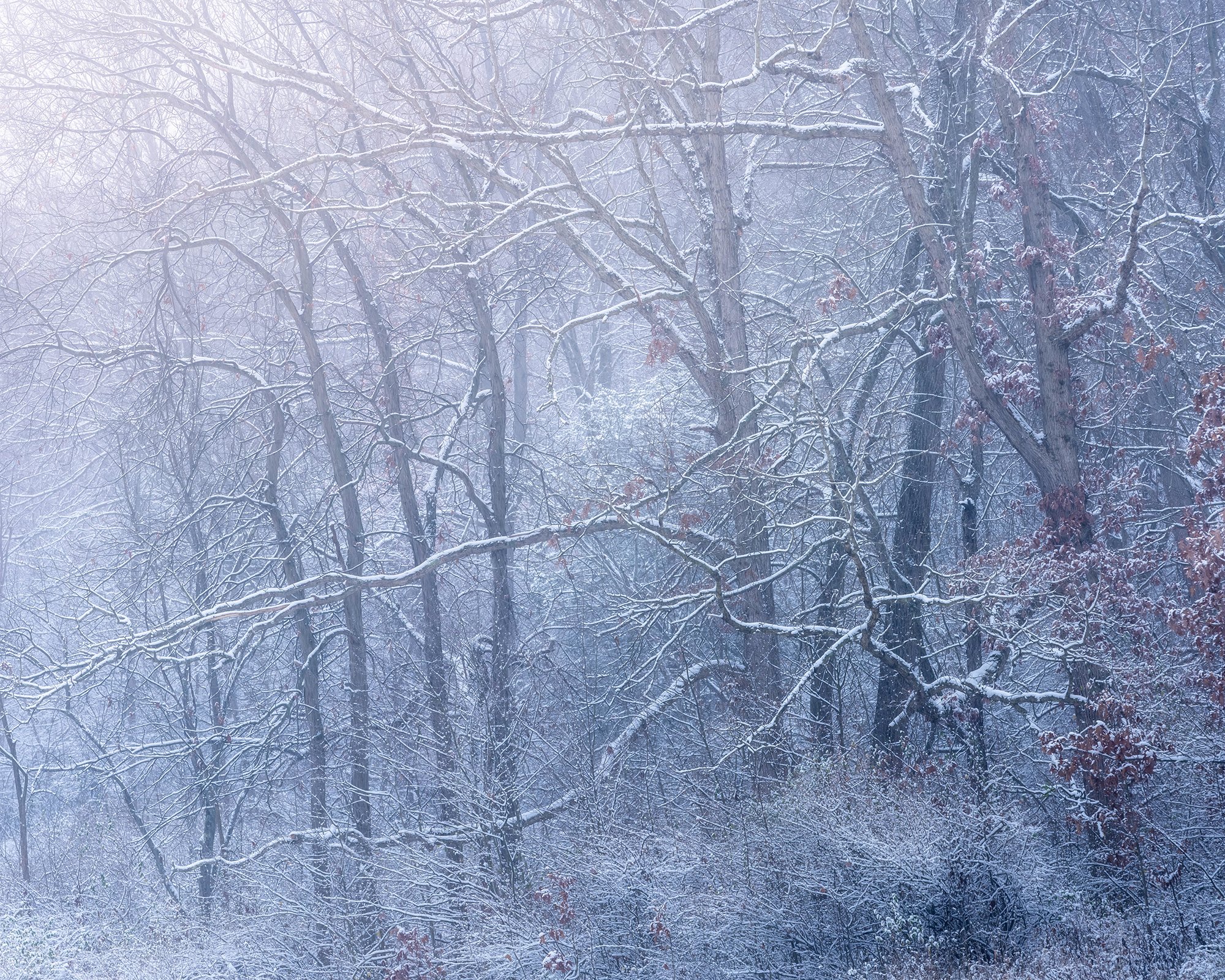  Blowing snow in the trees 