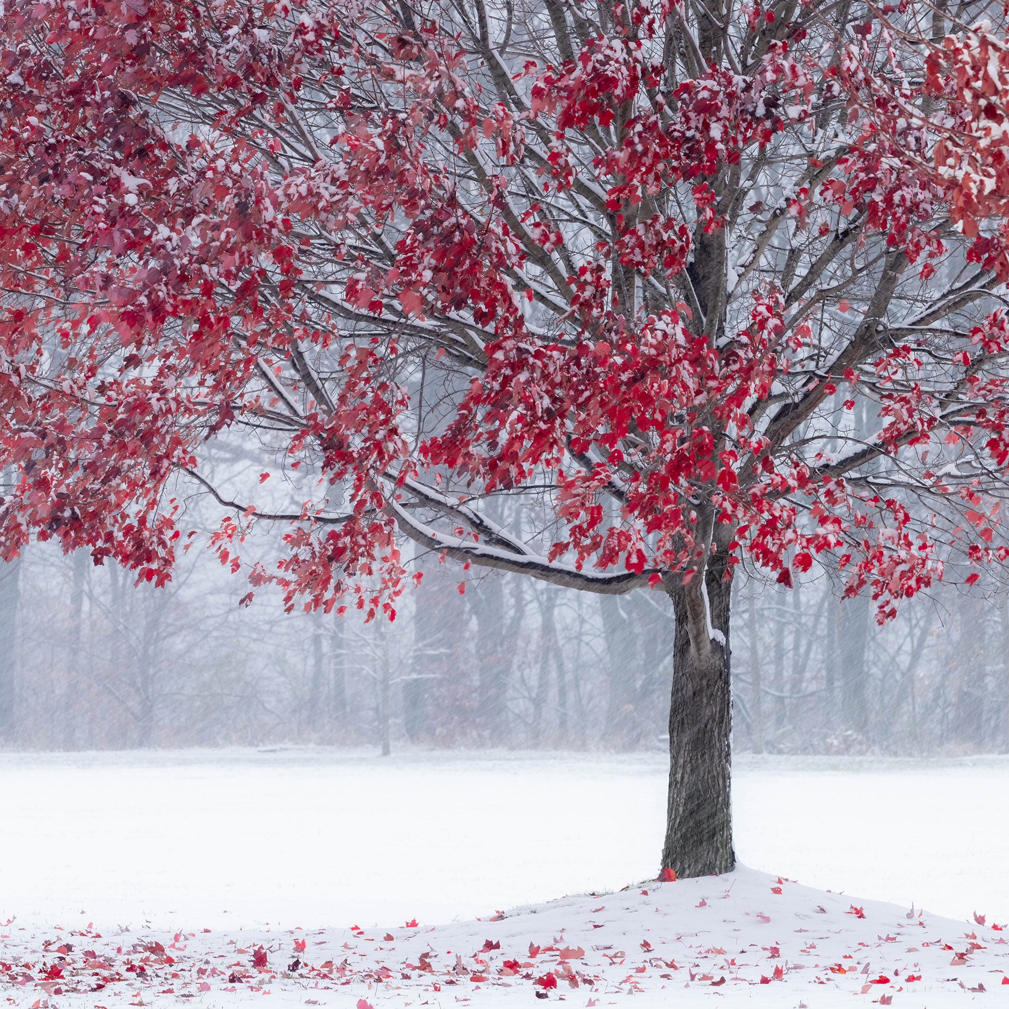  Fall to Winter transitions 