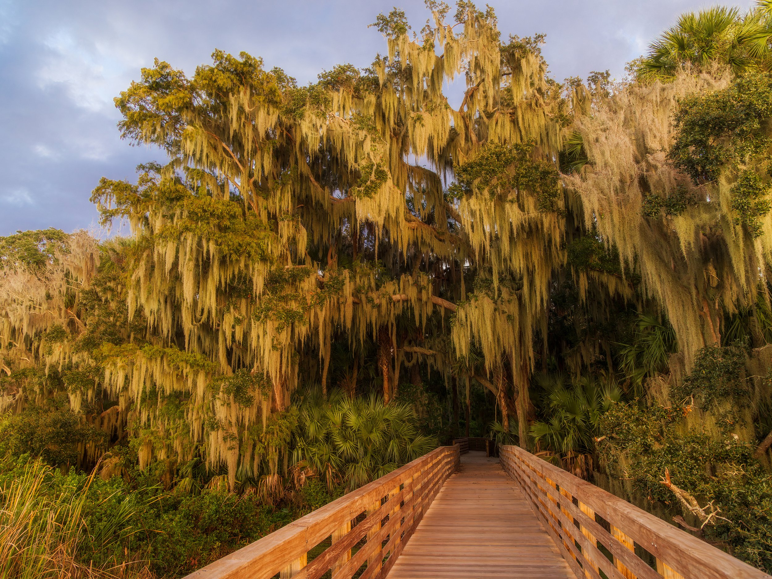  Boardwalk into the moss covered cypress 