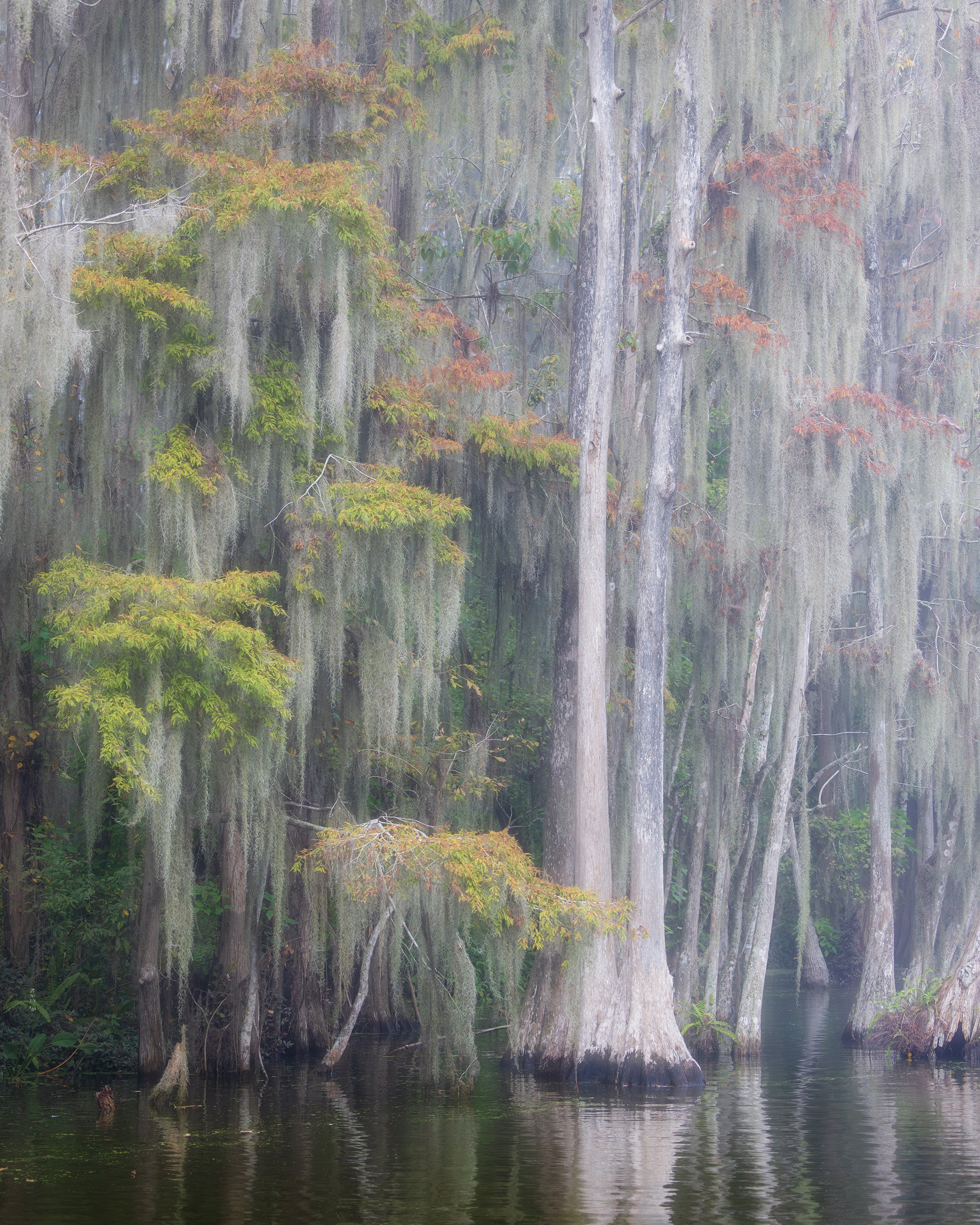  Cypress and moss along the canal 