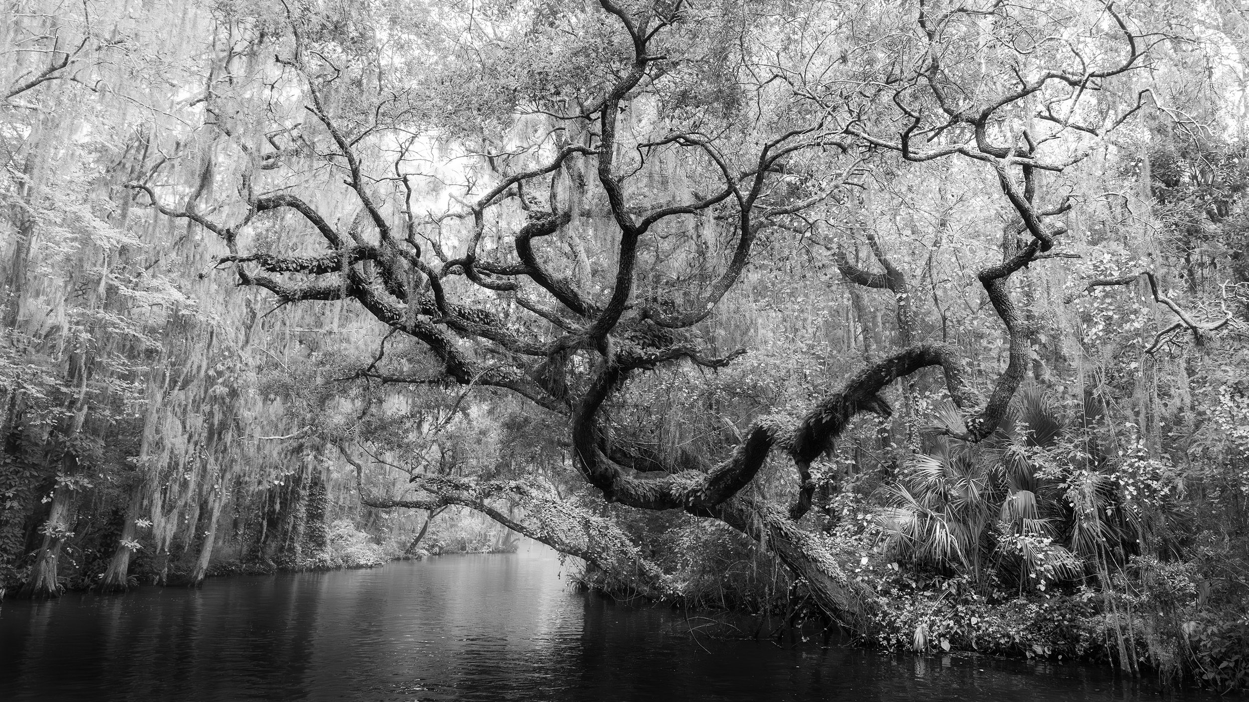  An old oak reaching out over the canal 