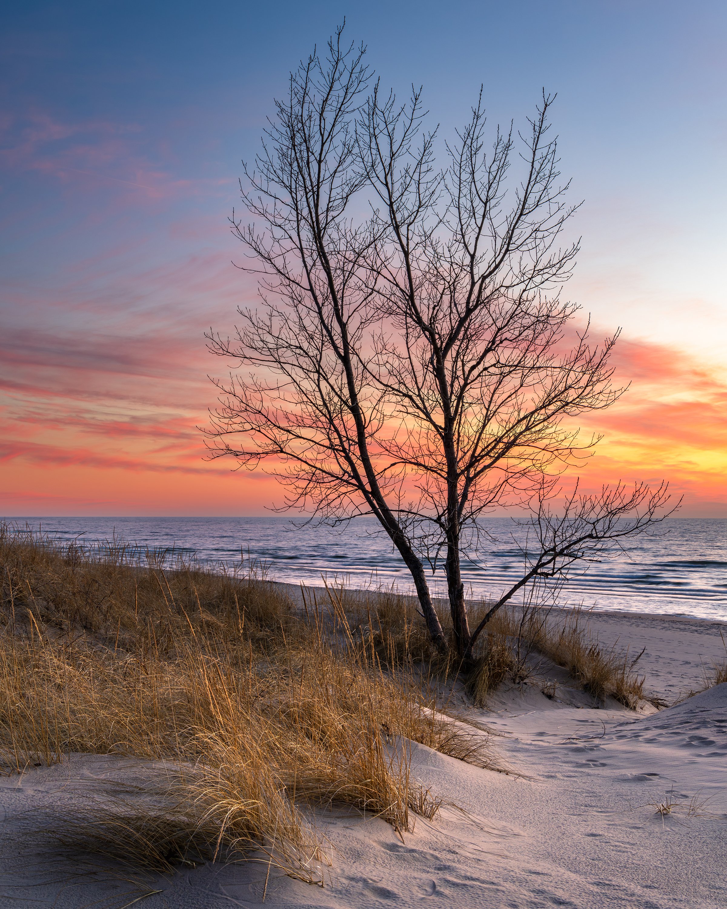  A tree in the sand dunes at sunset. 