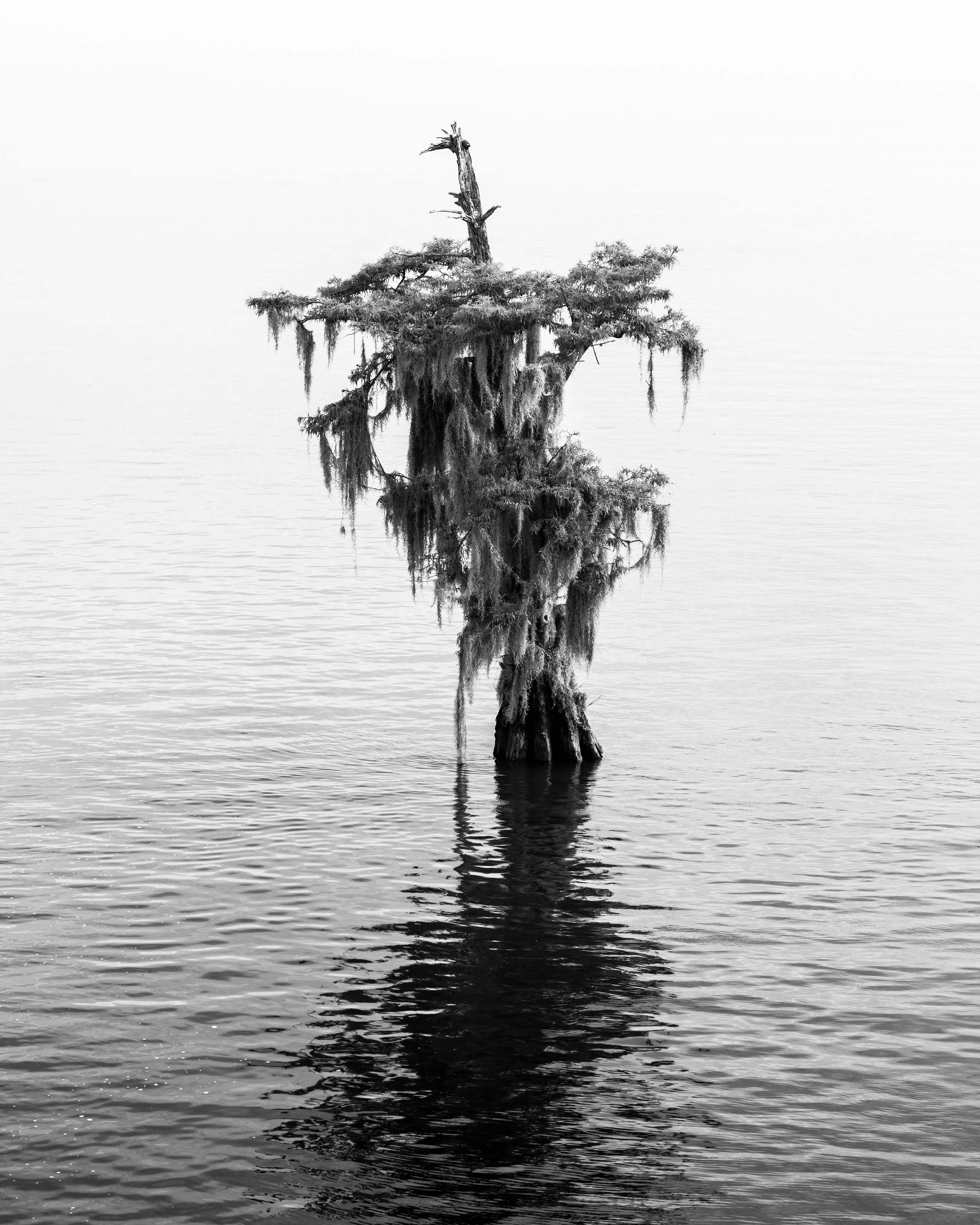  A lone cypress tree, Lake Eustis, FL 
