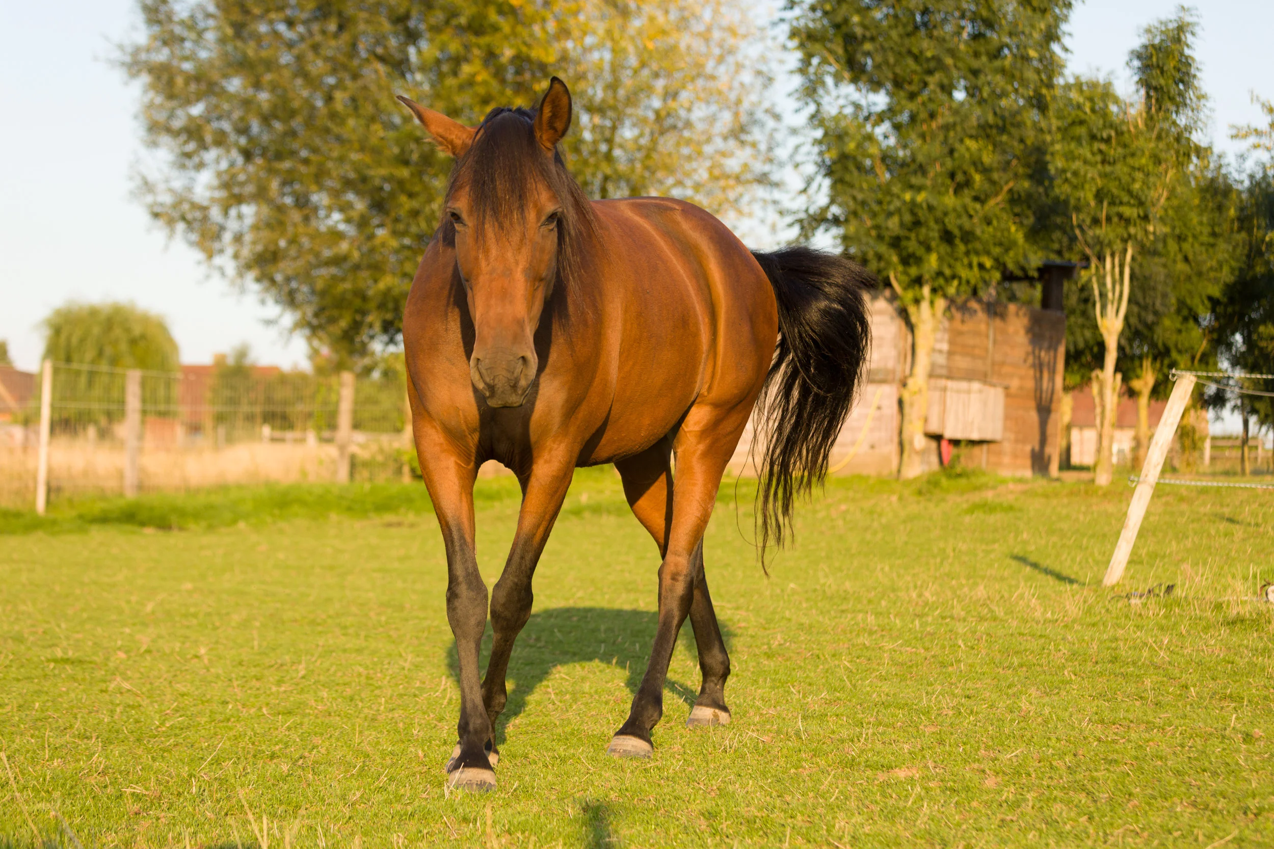 paarden-1715.jpg