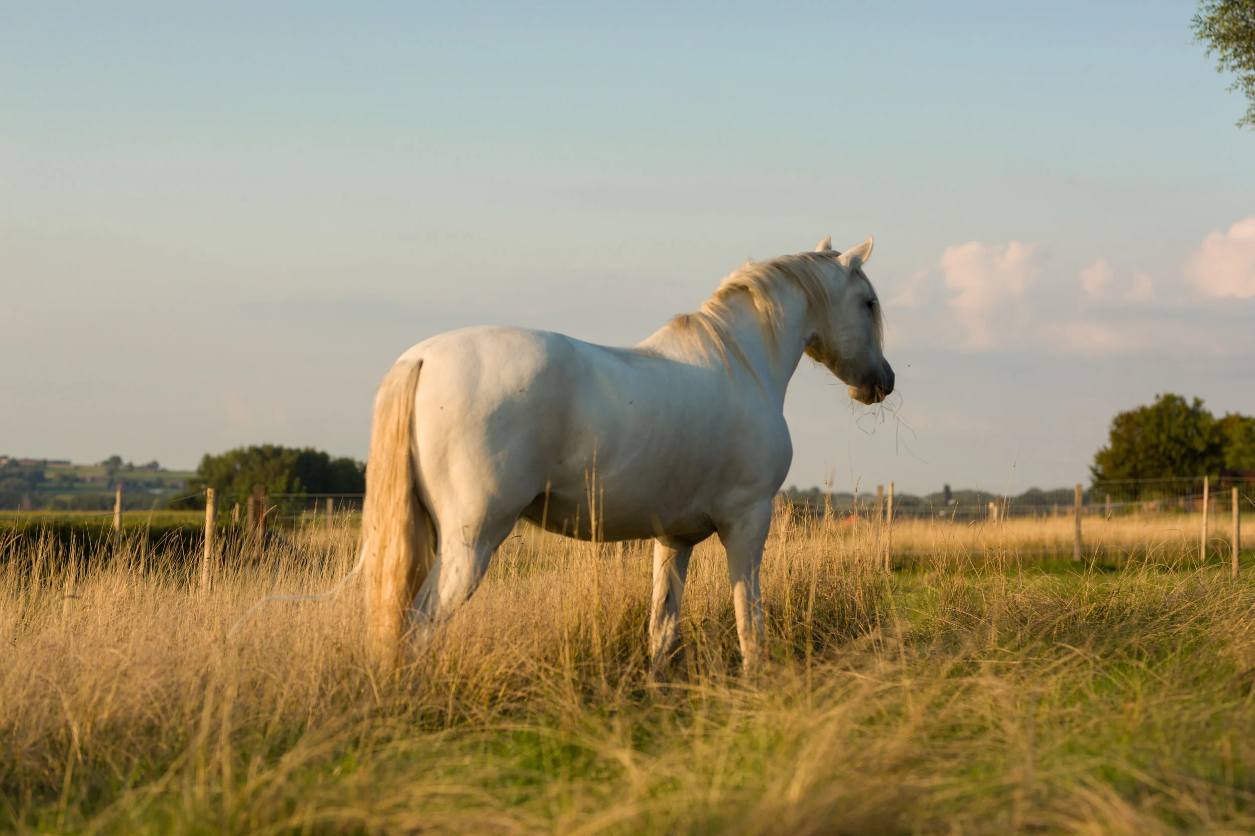 paarden-8791.jpg