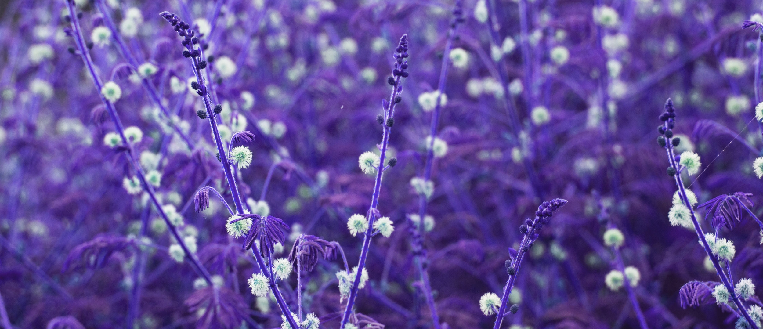 Image: Field of purple flowers.