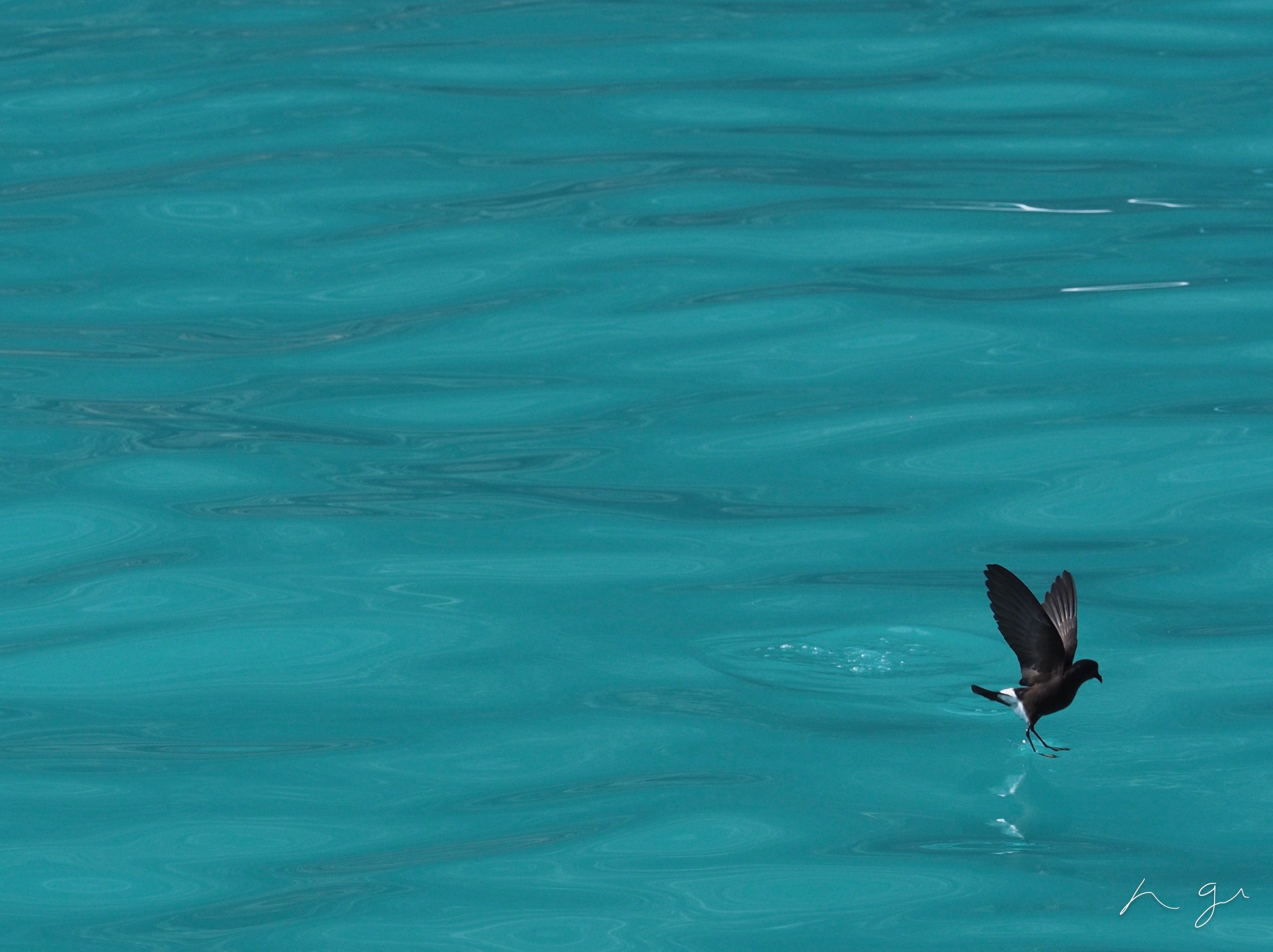 Wilson's Storm Petrel, South Georgia