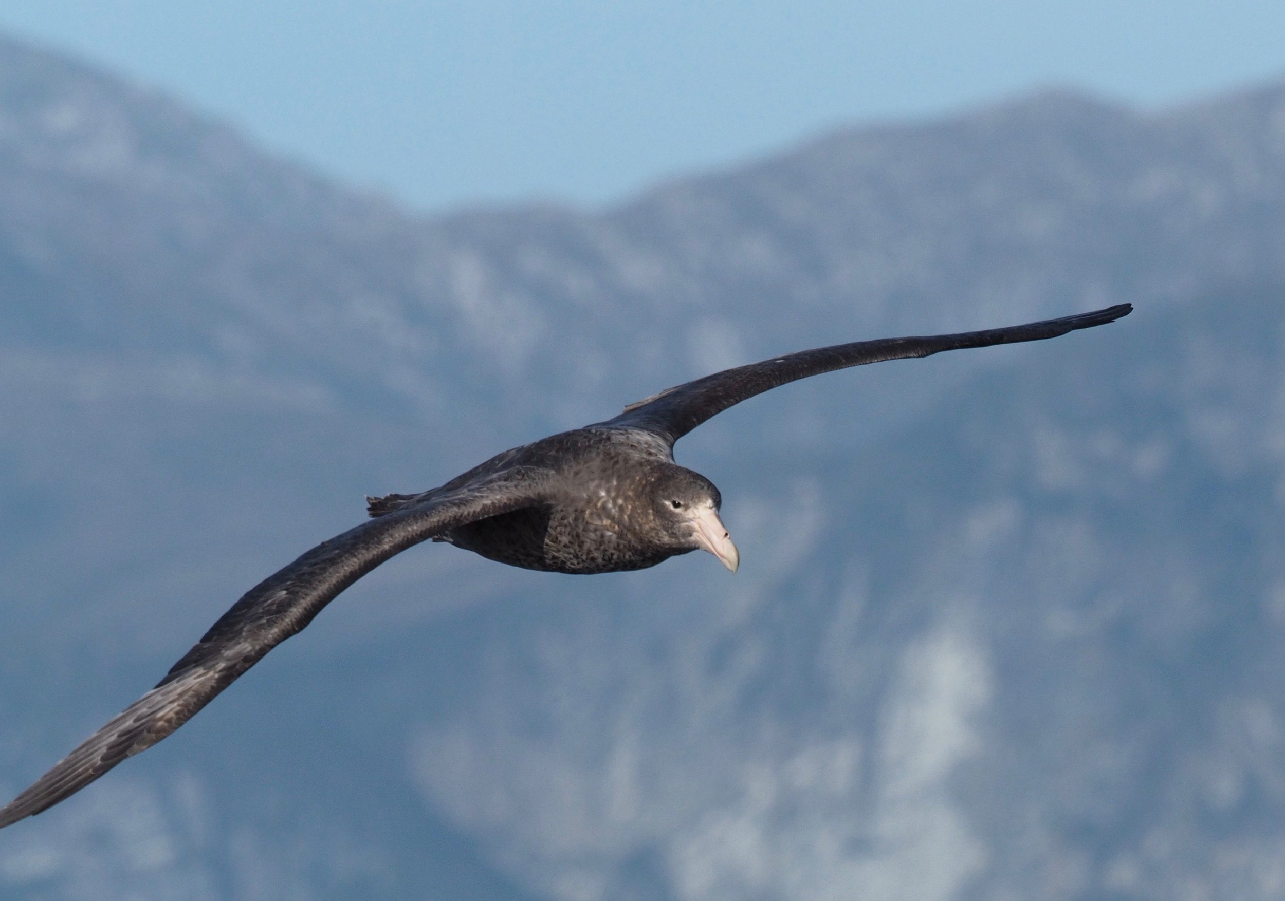 Southern Giant Petrel, Isla de Los Estados