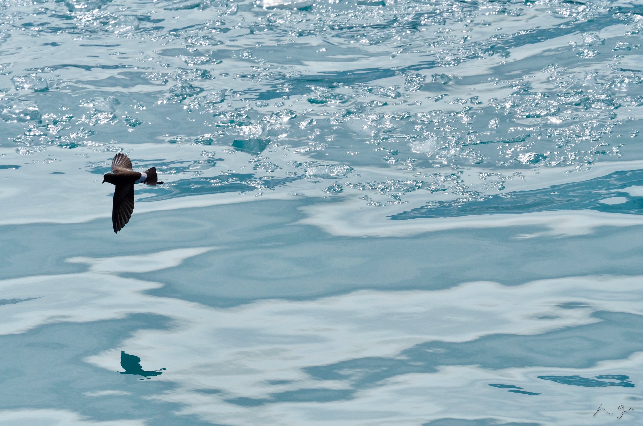 Wilson's Storm Petrel, South Georgia