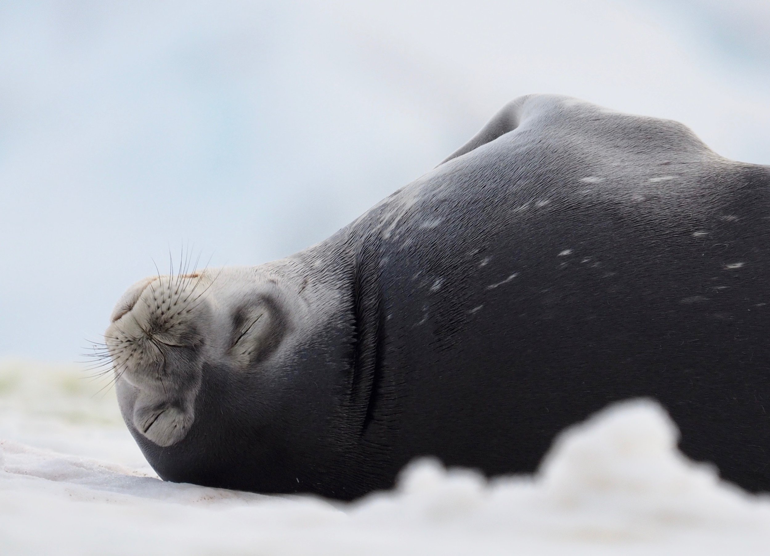 Weddell Seal