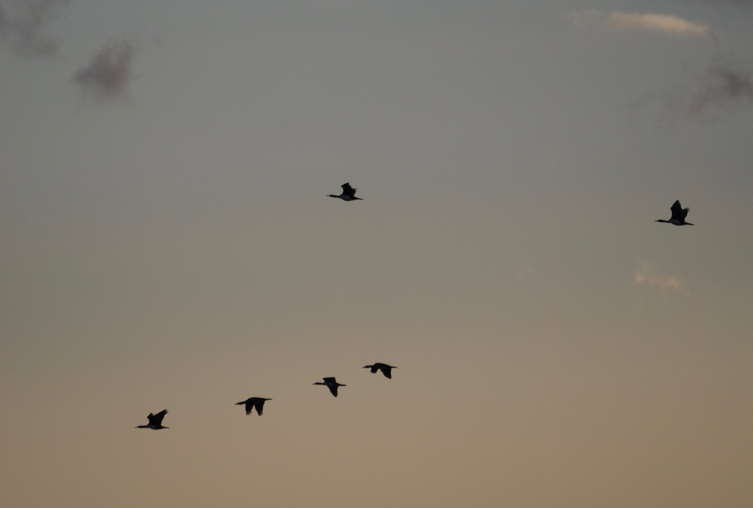 Cormorants