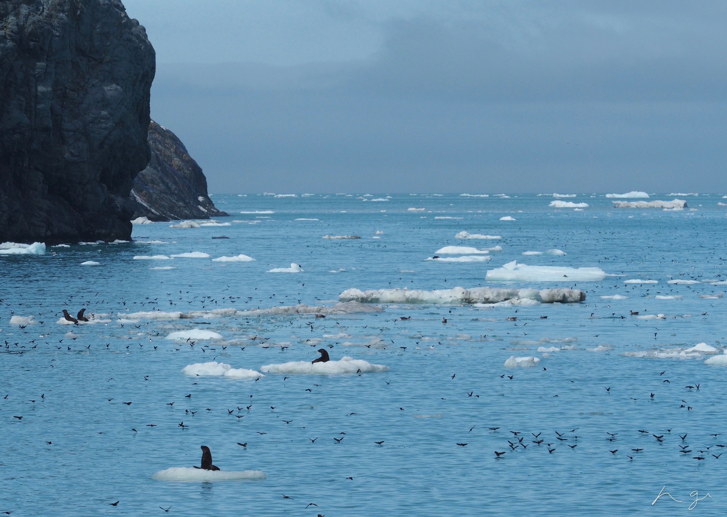 Drygalski Fjord, South Georgia