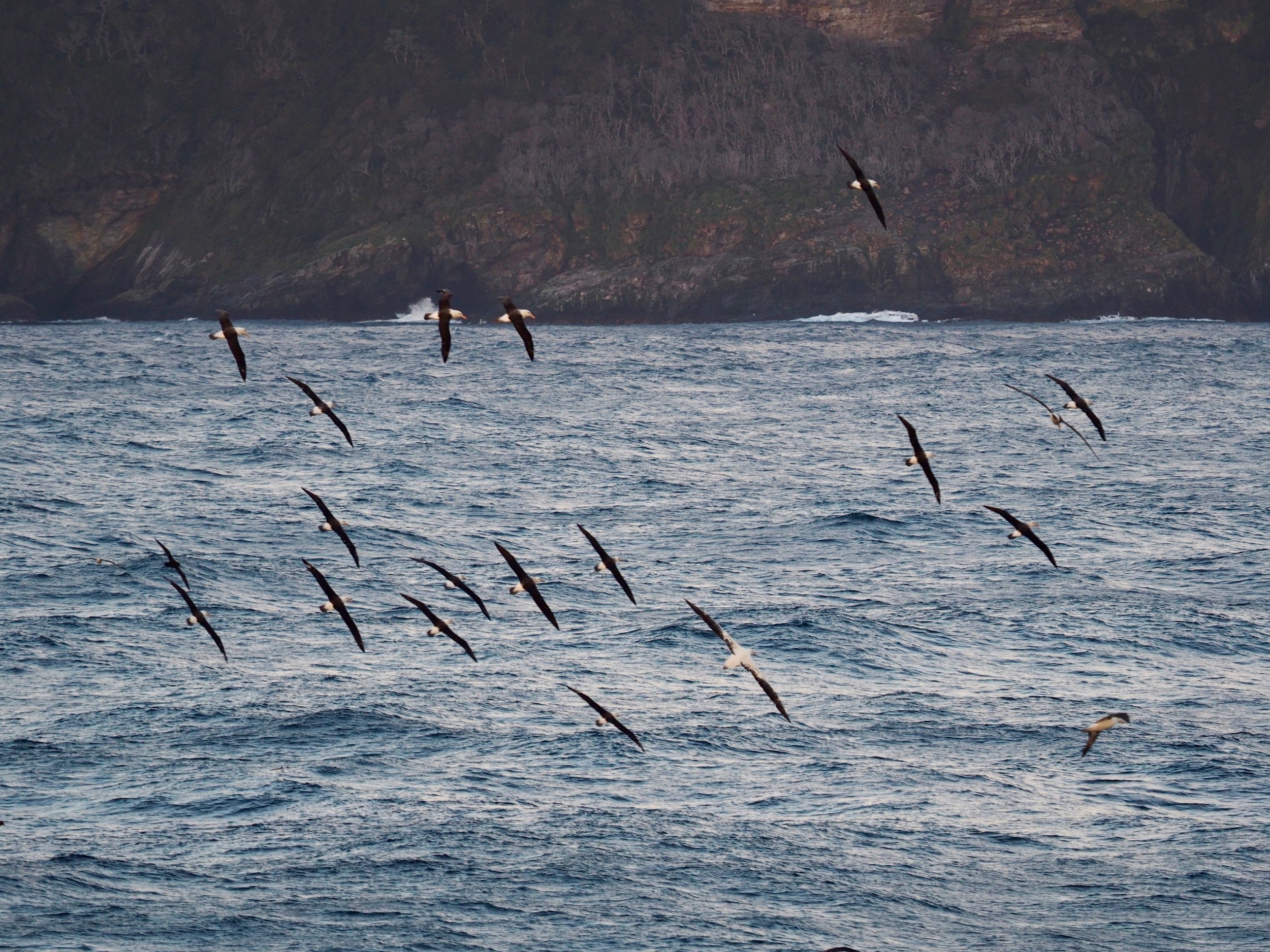 Albatross