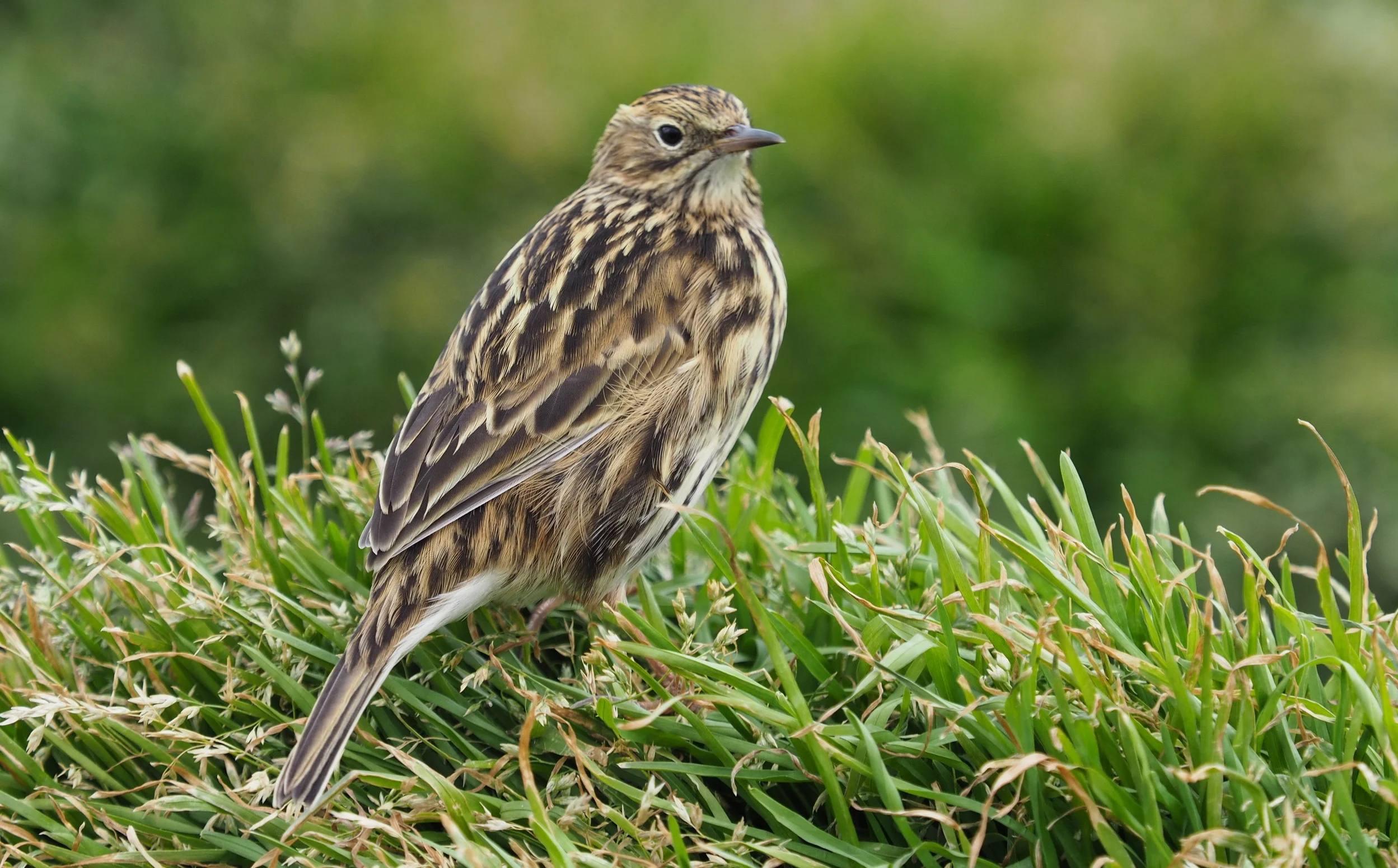 South Georgia Pipit