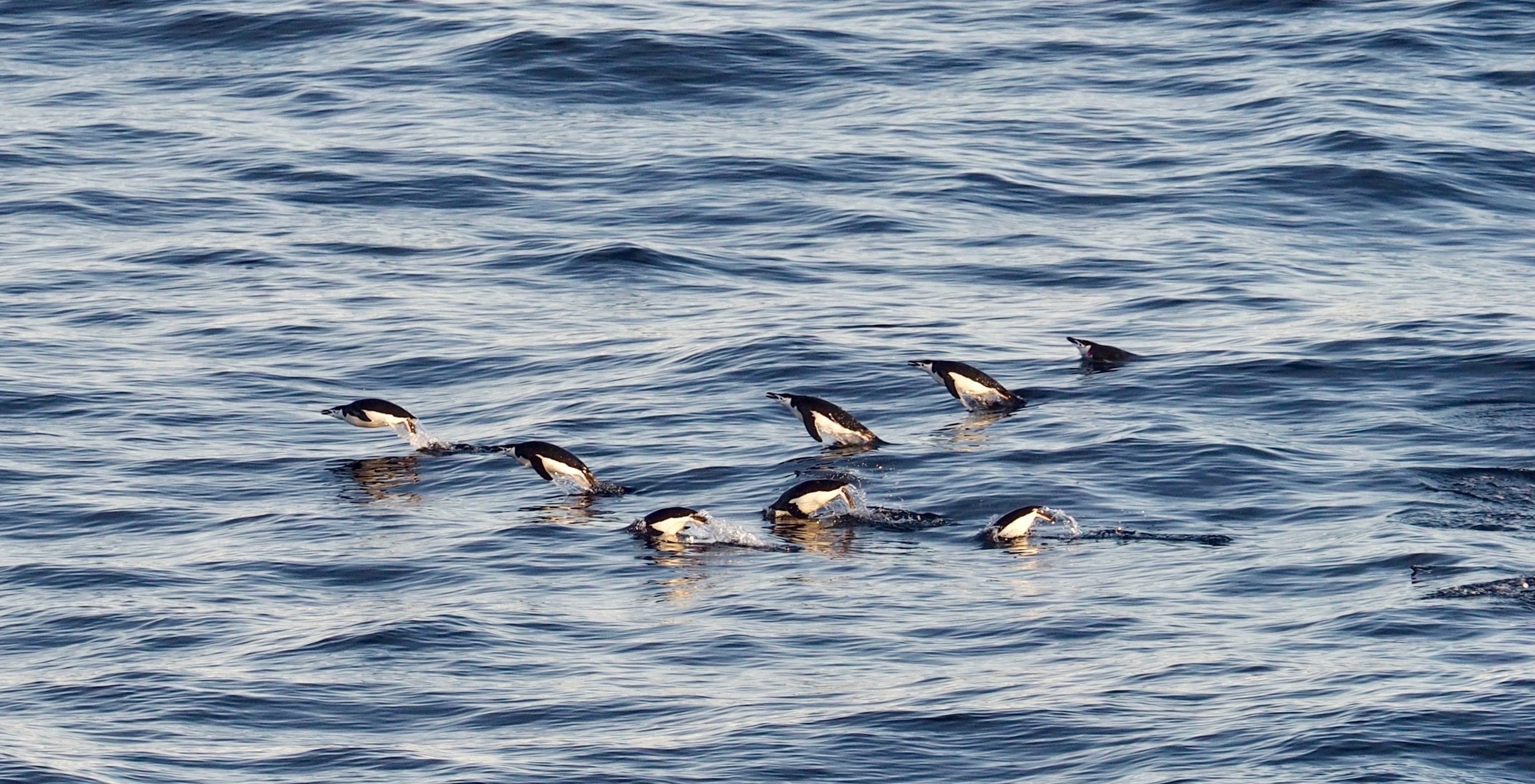 Chinstrap penguins, Gerlache Strait
