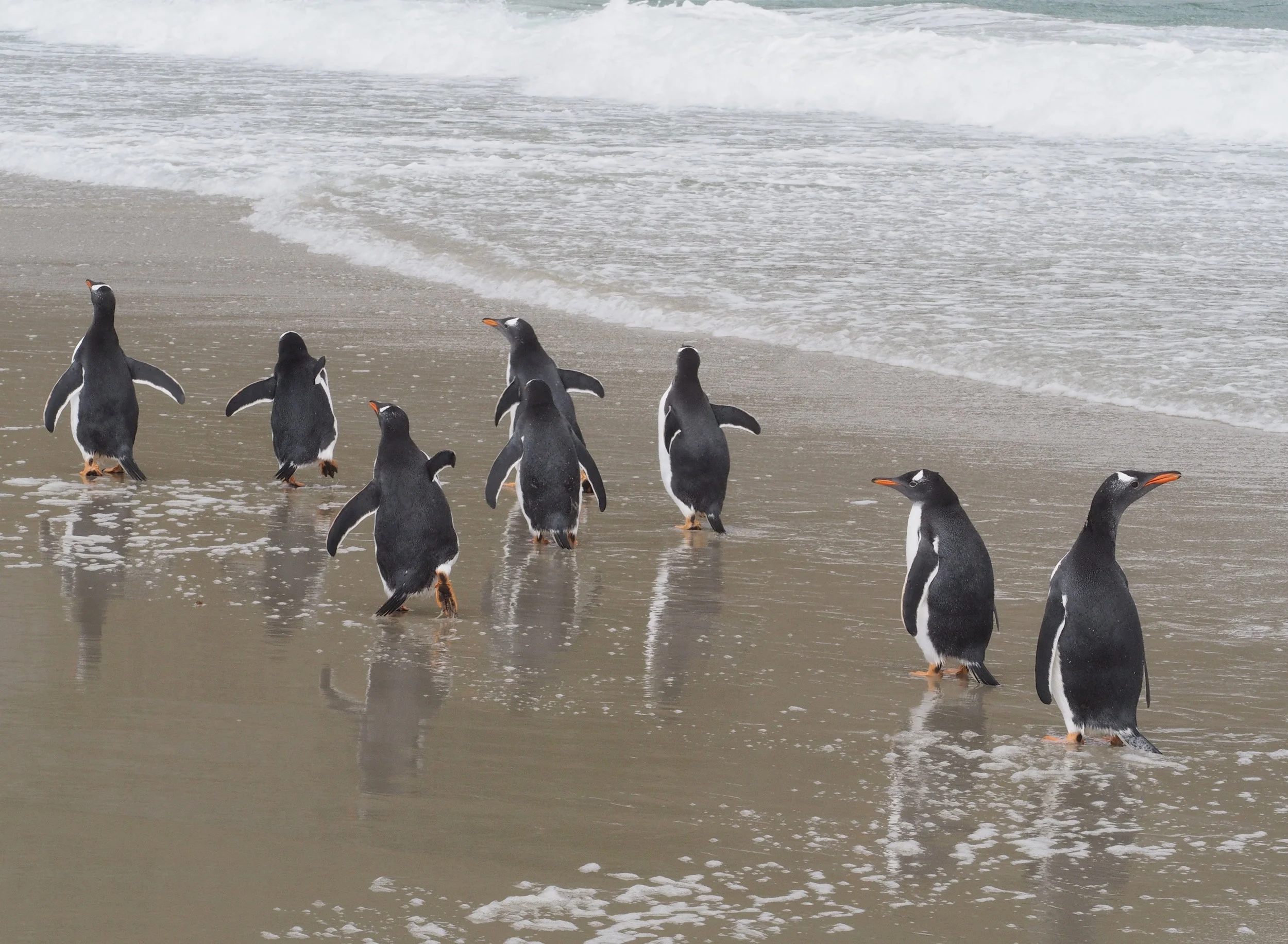Gentoo penguins, Falkland Islands