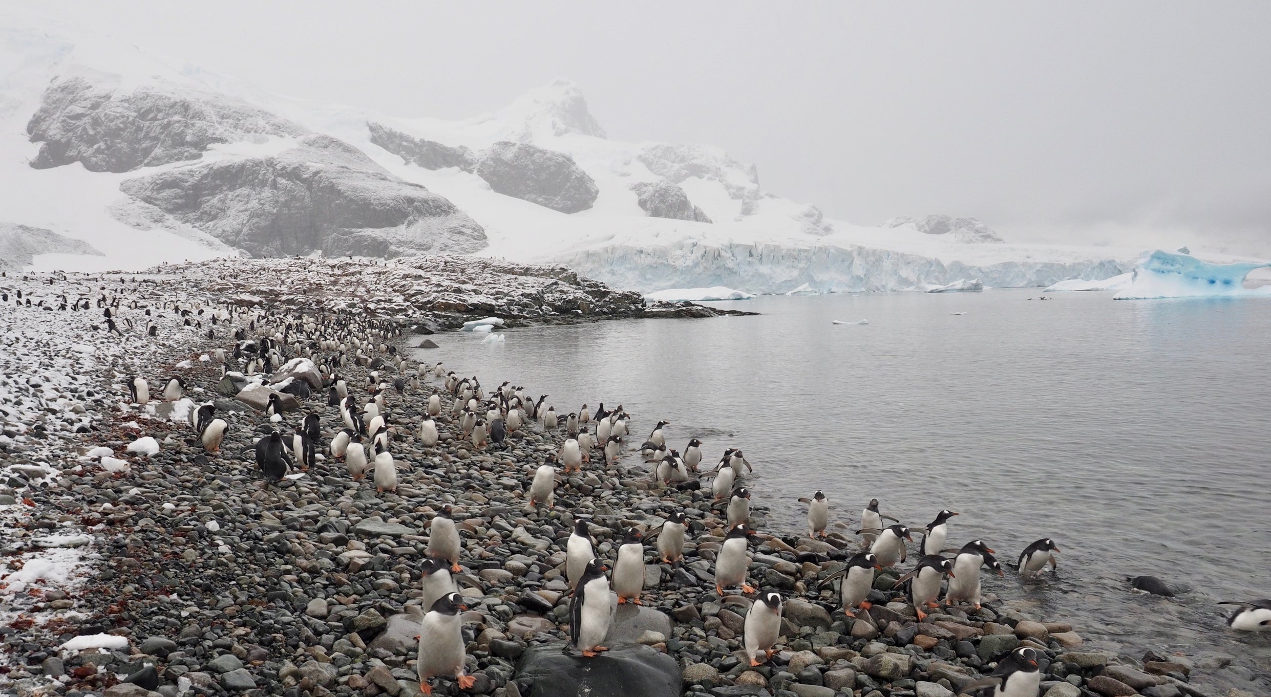 Gentoo Penguins