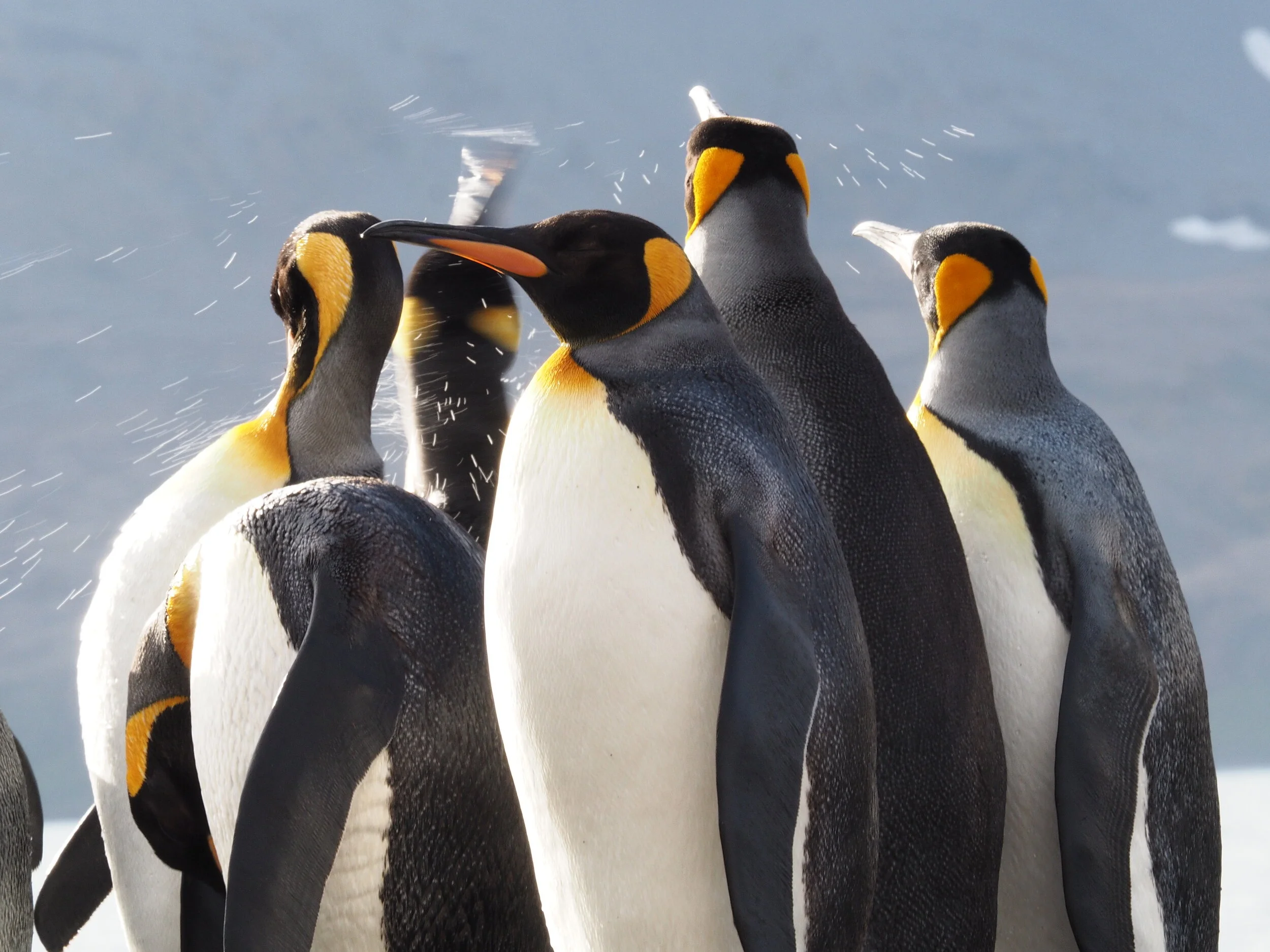 King Penguins, St Andrews Bay, South Georgia