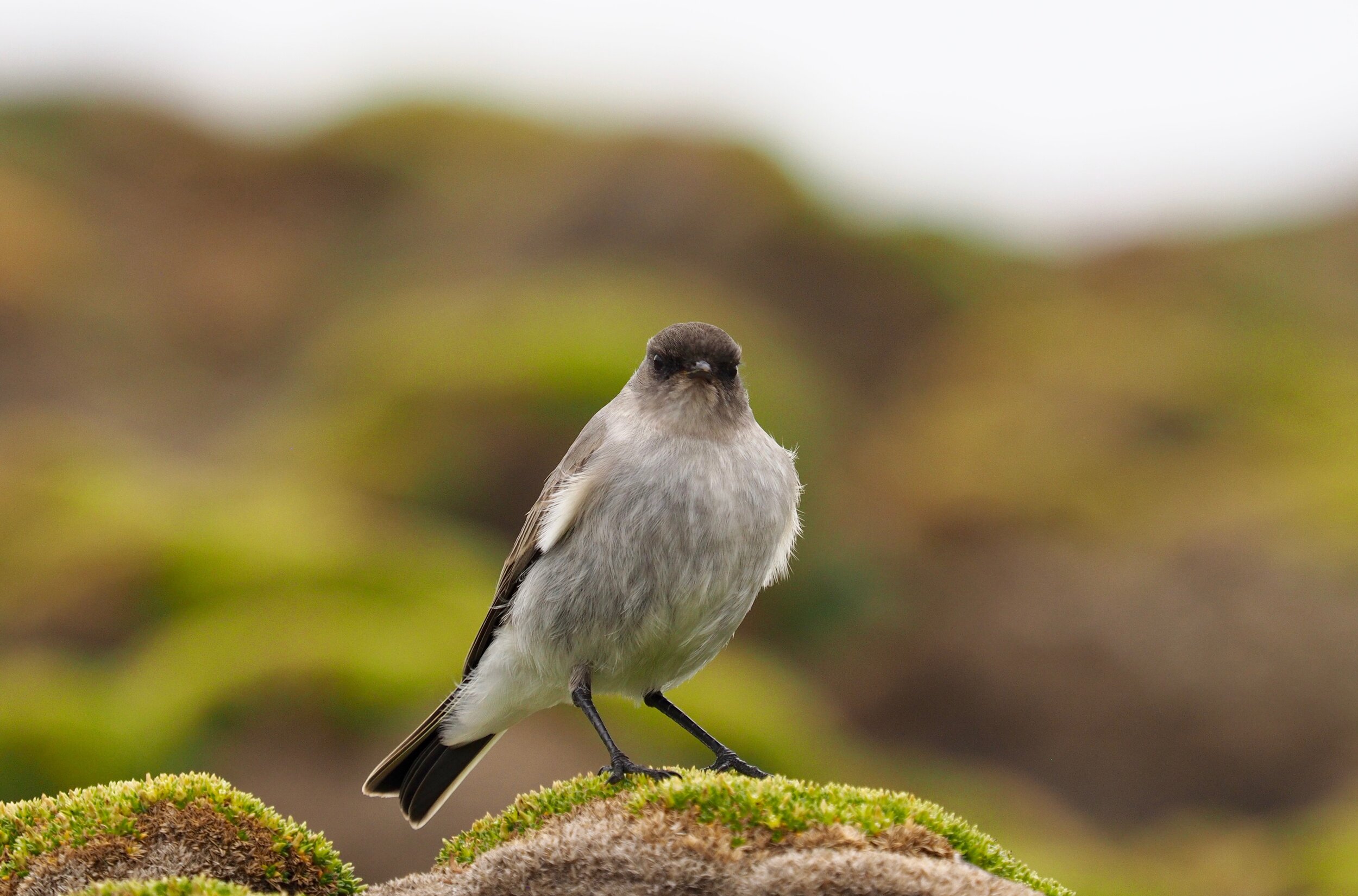 Black-faced ground tyrant, West Point, Falkland Islands