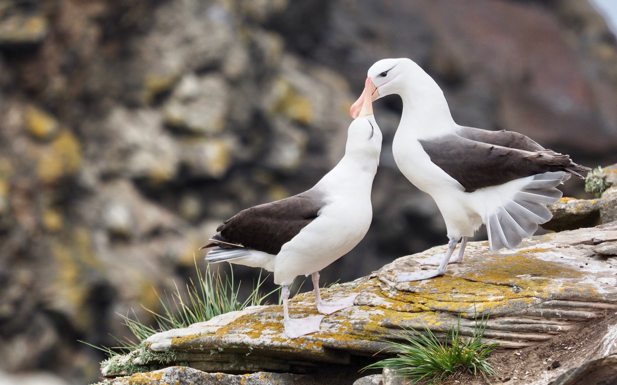 Black-browed albatross, Falkland Islands