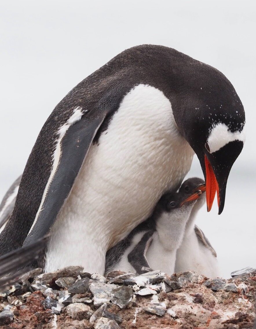Gentoo penguin chicks