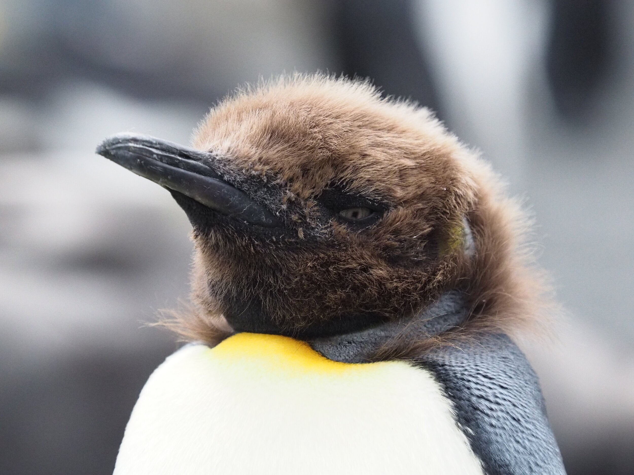 King penguin chick, South Georgia