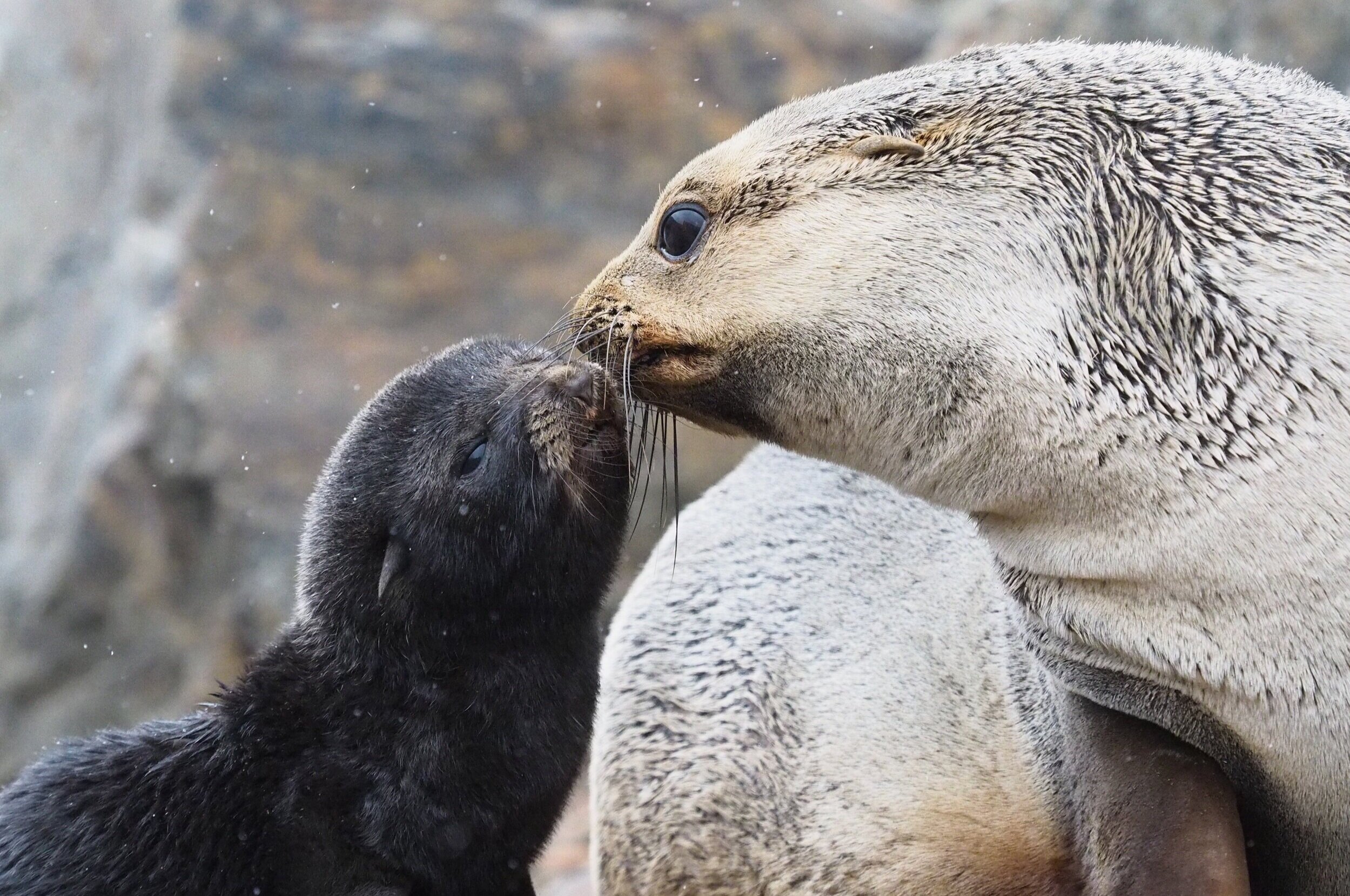 Between November and December in South Georgia, beaches teem with life as fur seals clamber up the beaches to birth and breed. Males brawl and battle for supremacy while females quietly give birth. Seeing them tenderly care for their pups while figh
