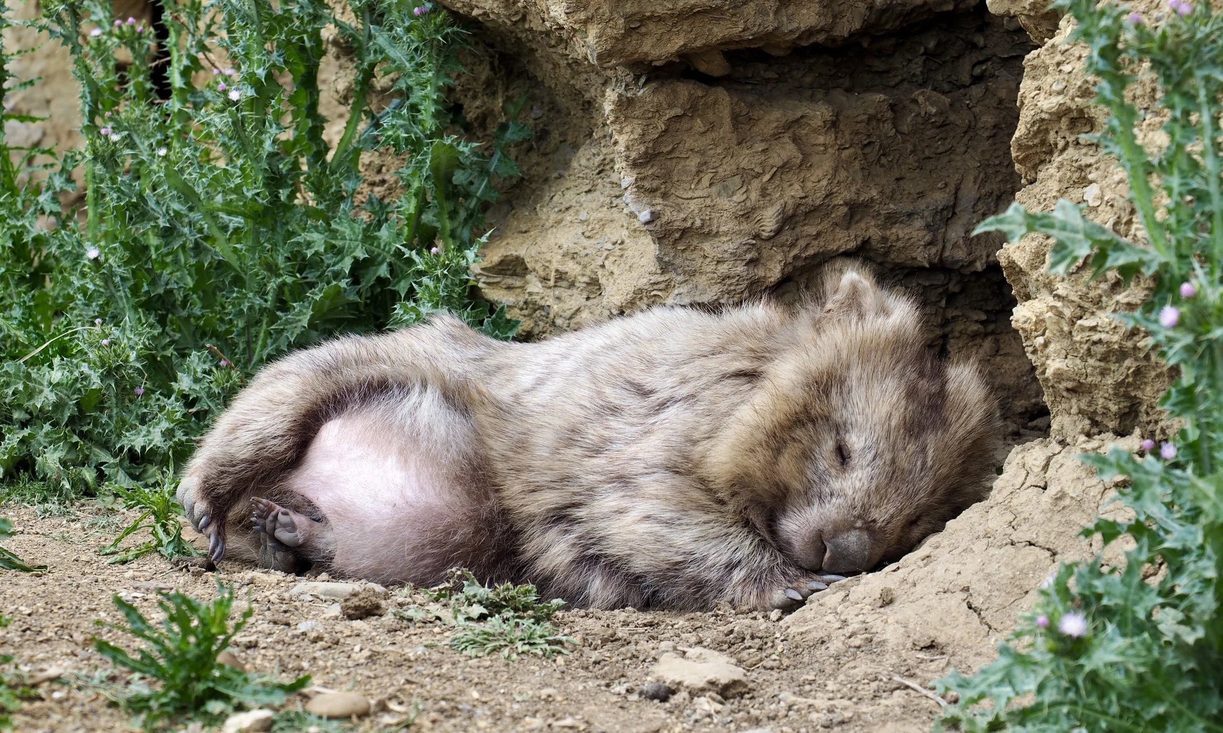 Wombat