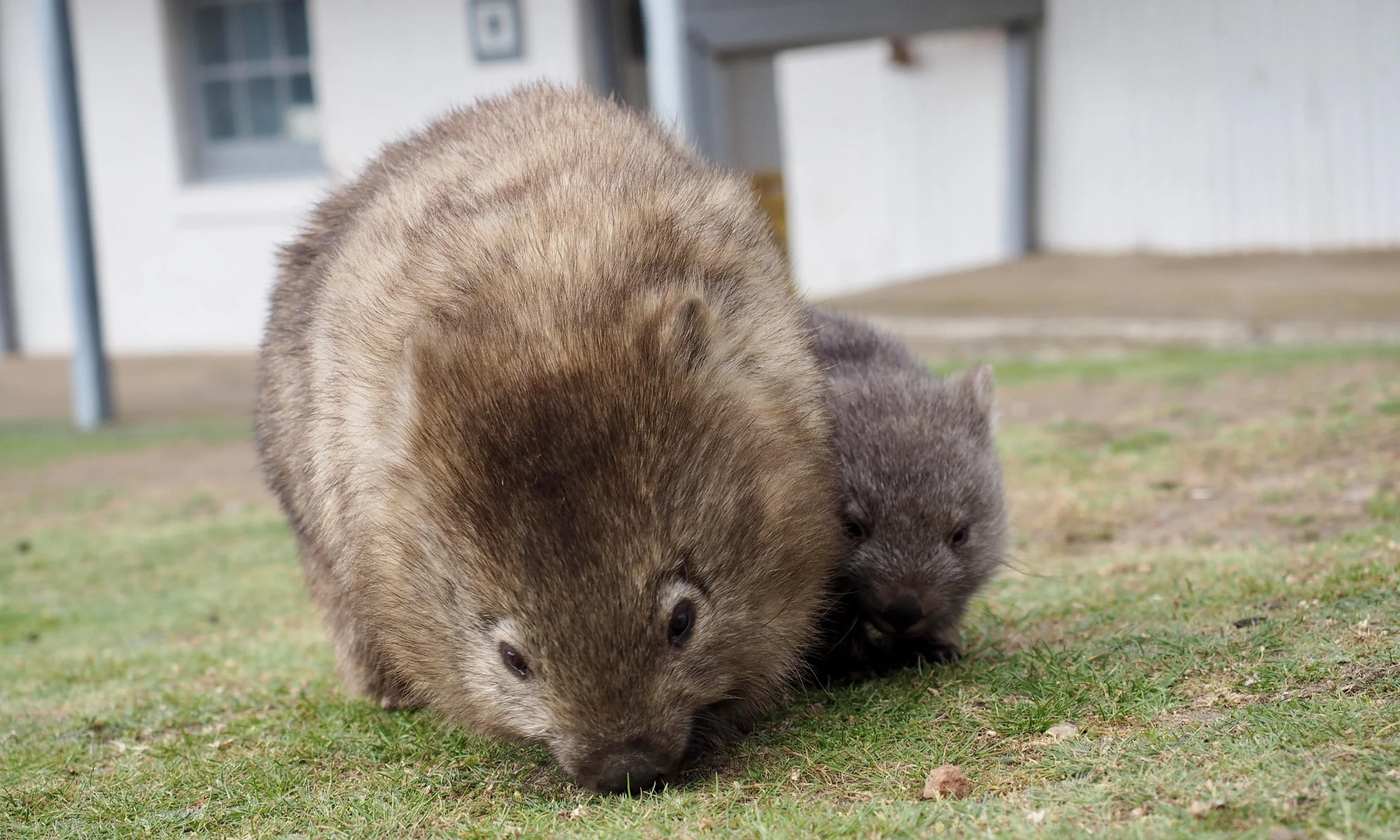Wombat with joey