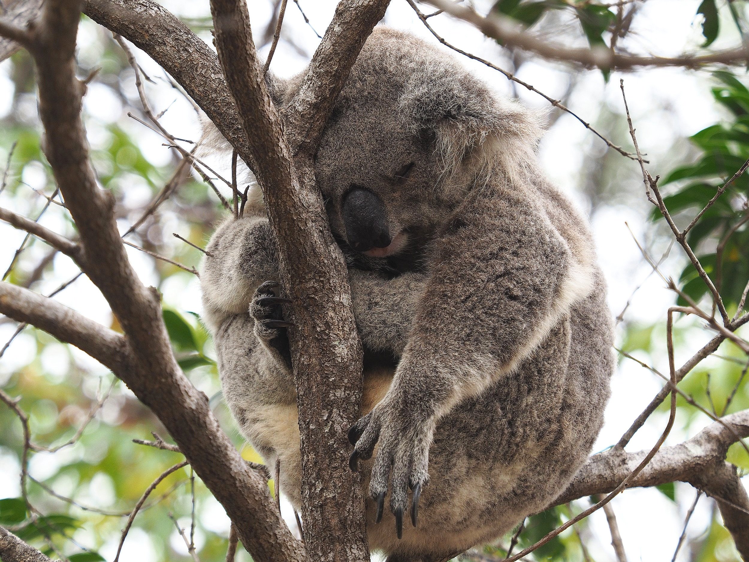 Koala