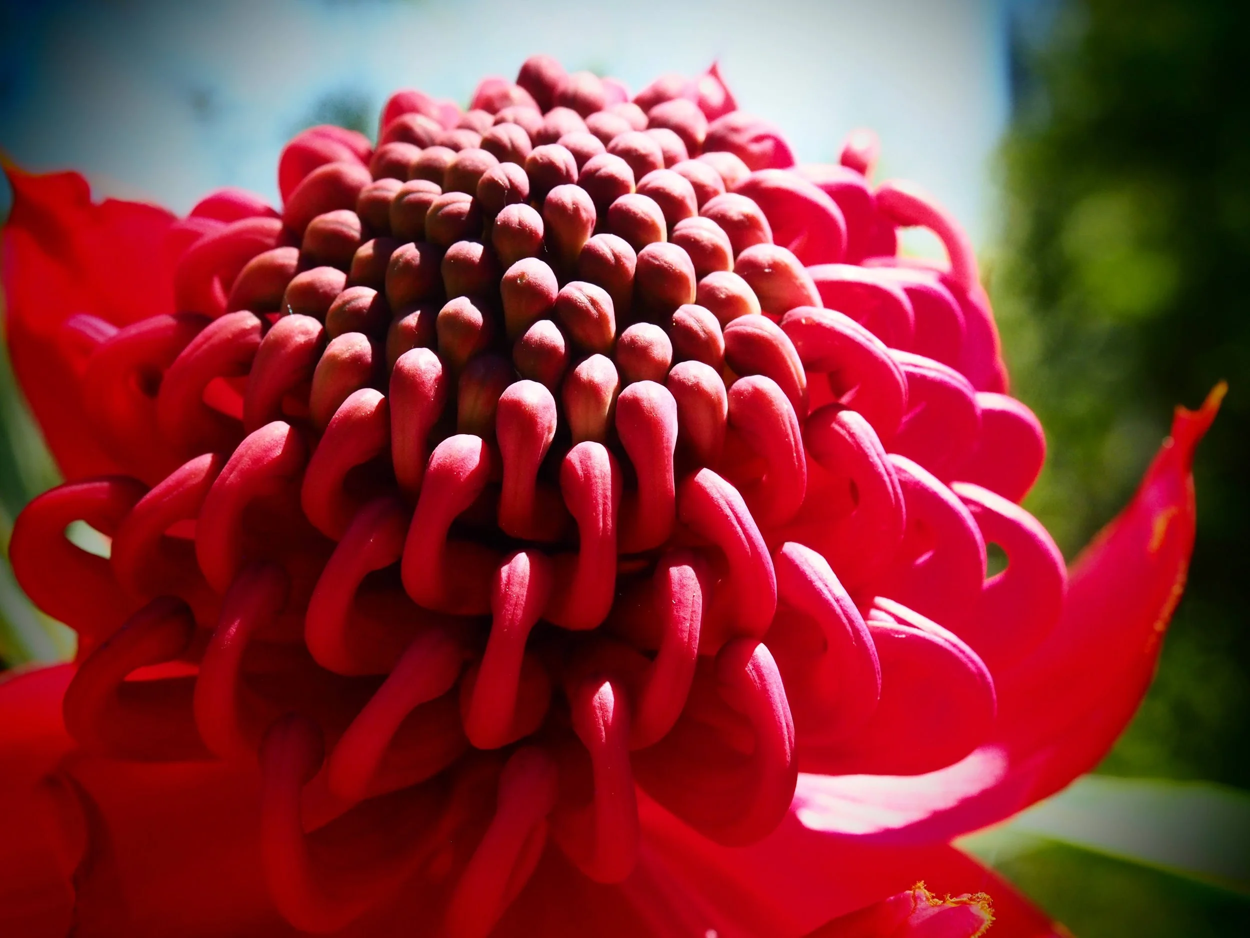 Waratah