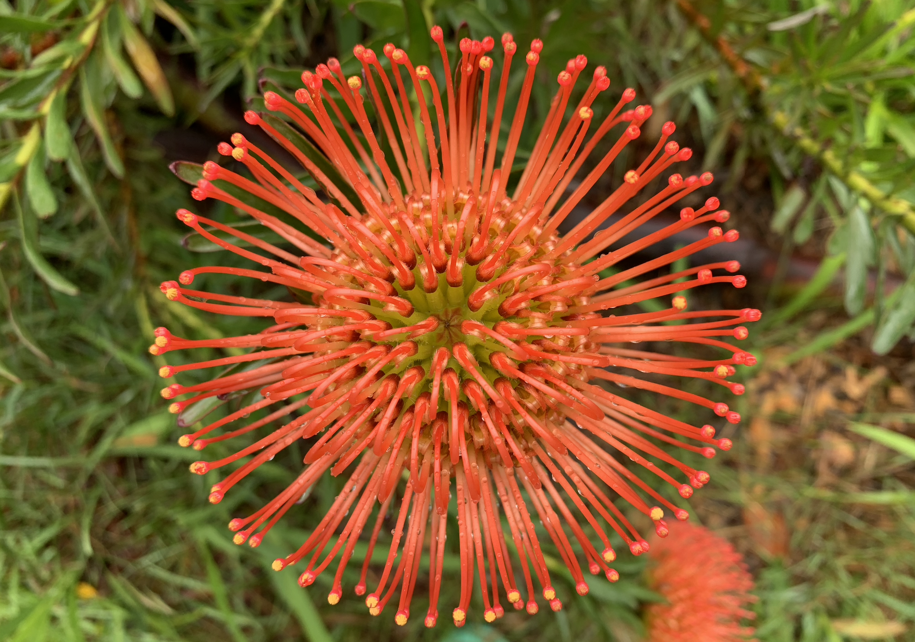 Protea