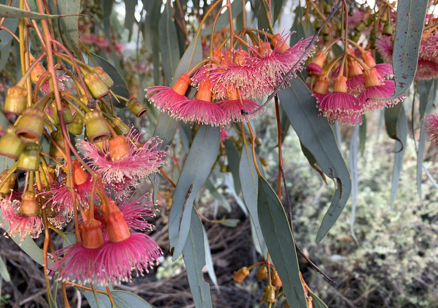 Flowering gum