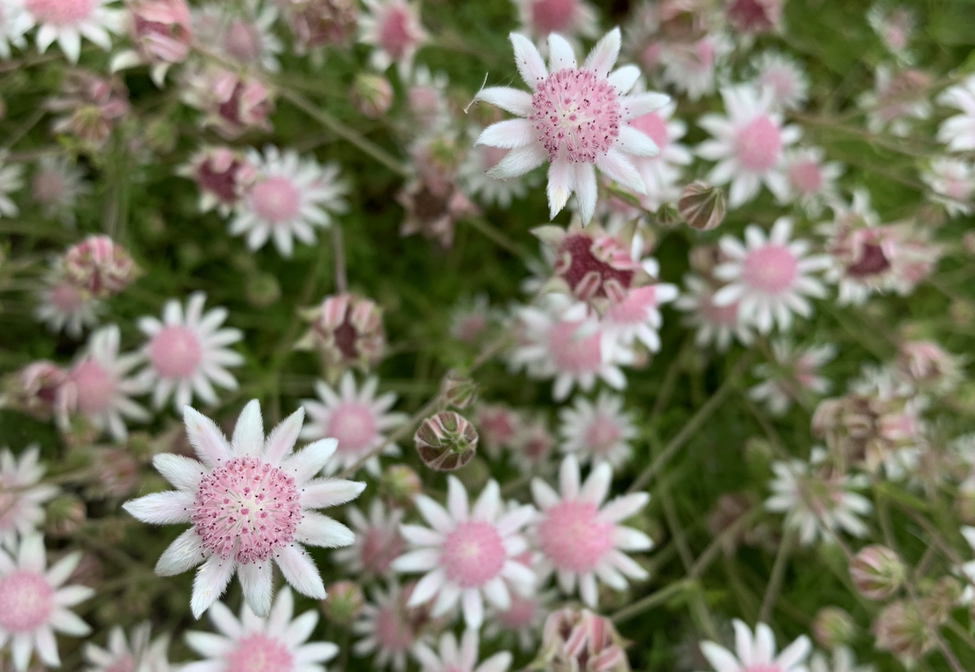 Pink flannel flowers