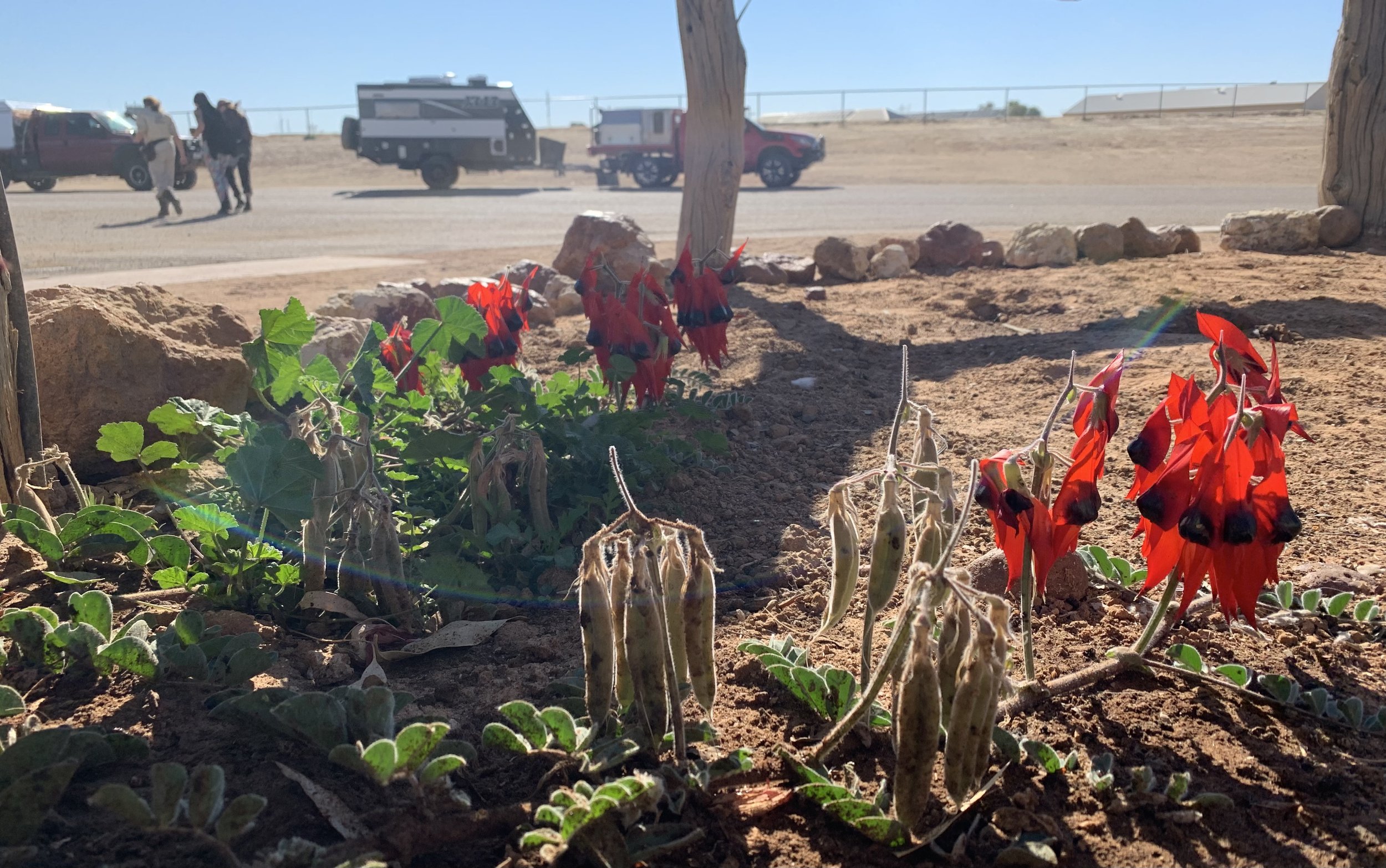 Sturt's desert pea