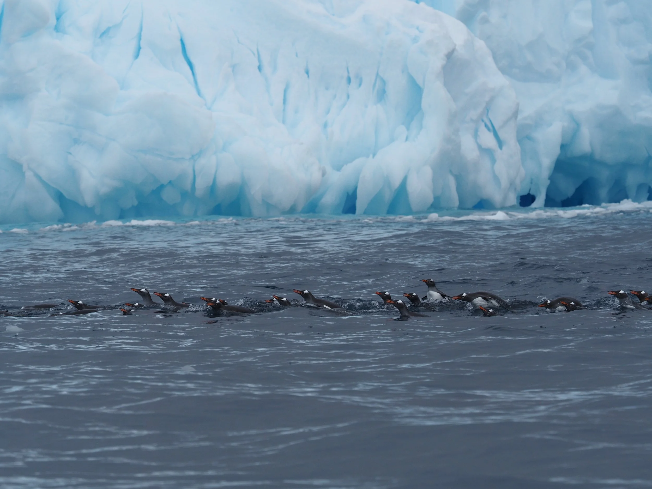 Gentoo Penguins