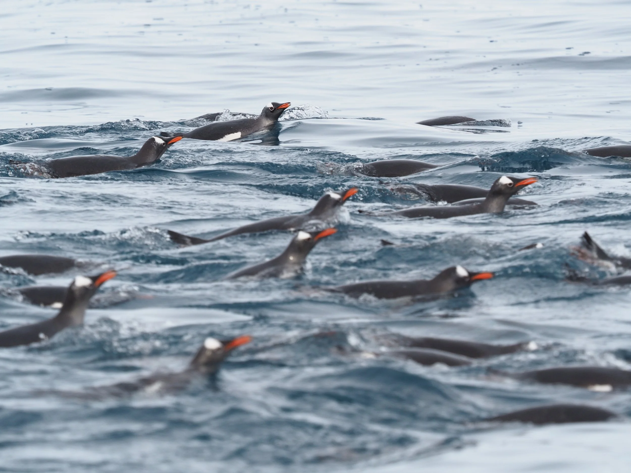 Gentoo penguins