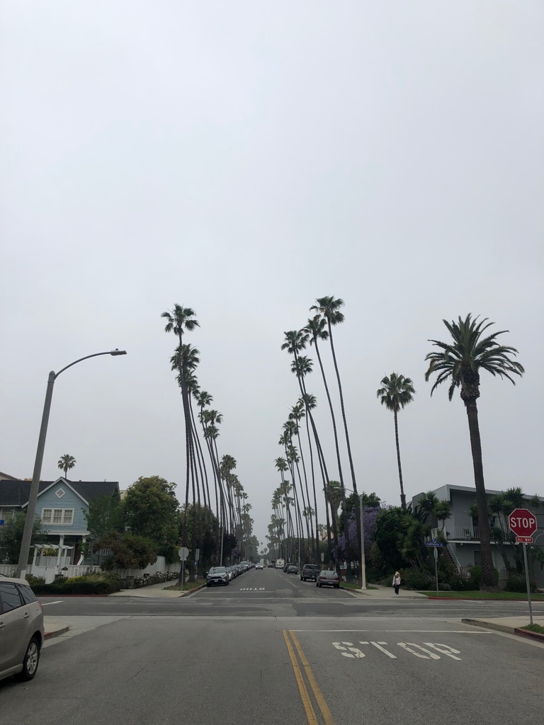 Swapped the Redwoods for some Palm Trees