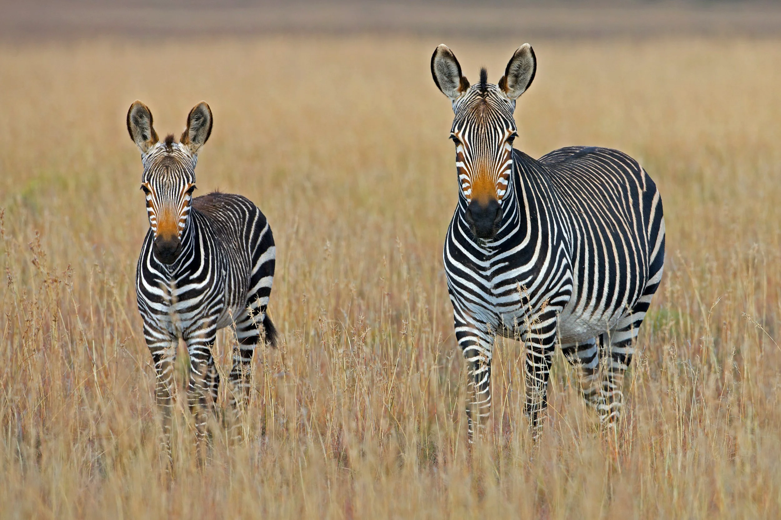Two zebras standing in a grassy plain