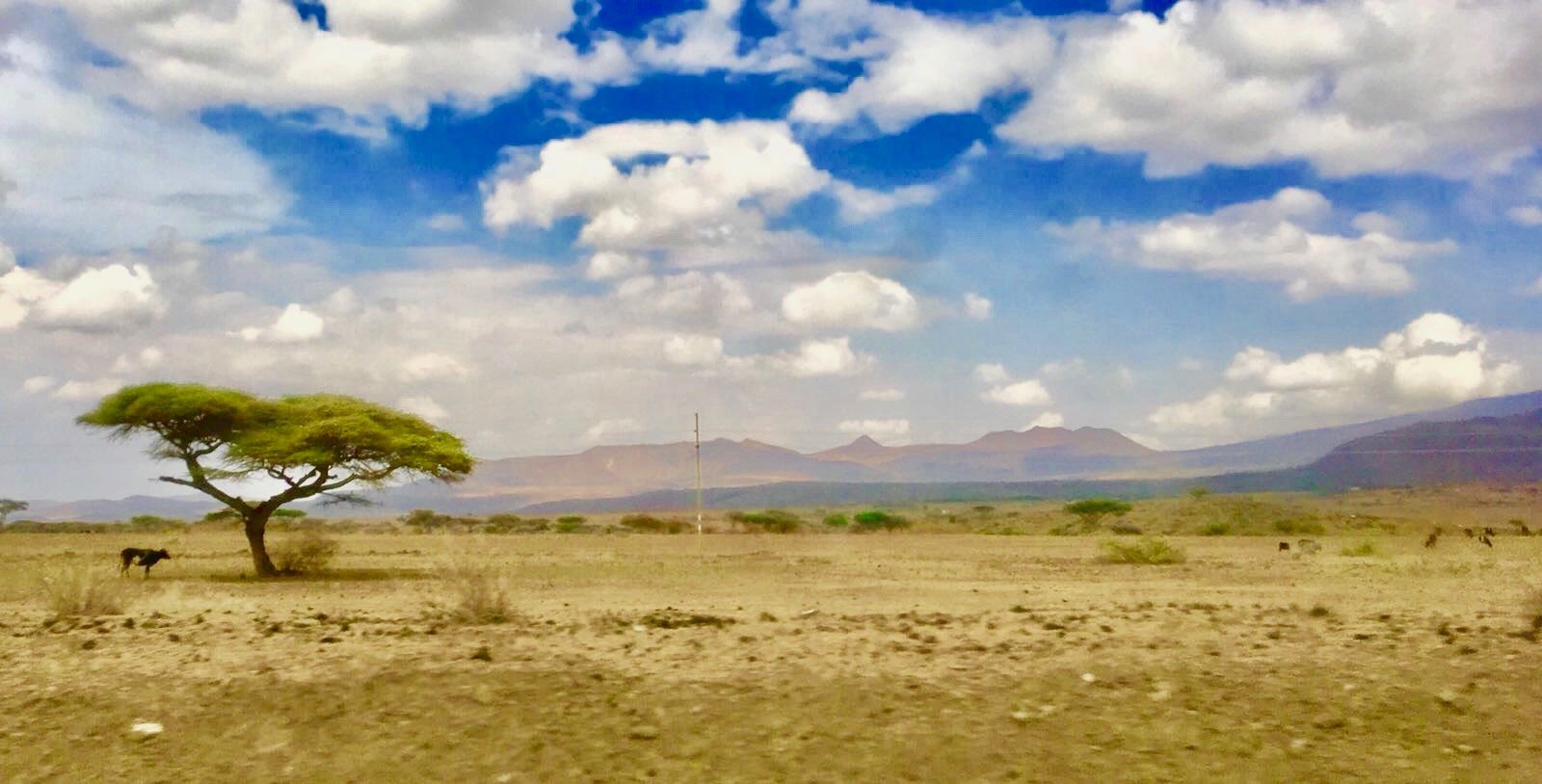 A vast, arid landscape with a lone acacia tree, a horse, and mountains in the background under a partly cloudy sky.